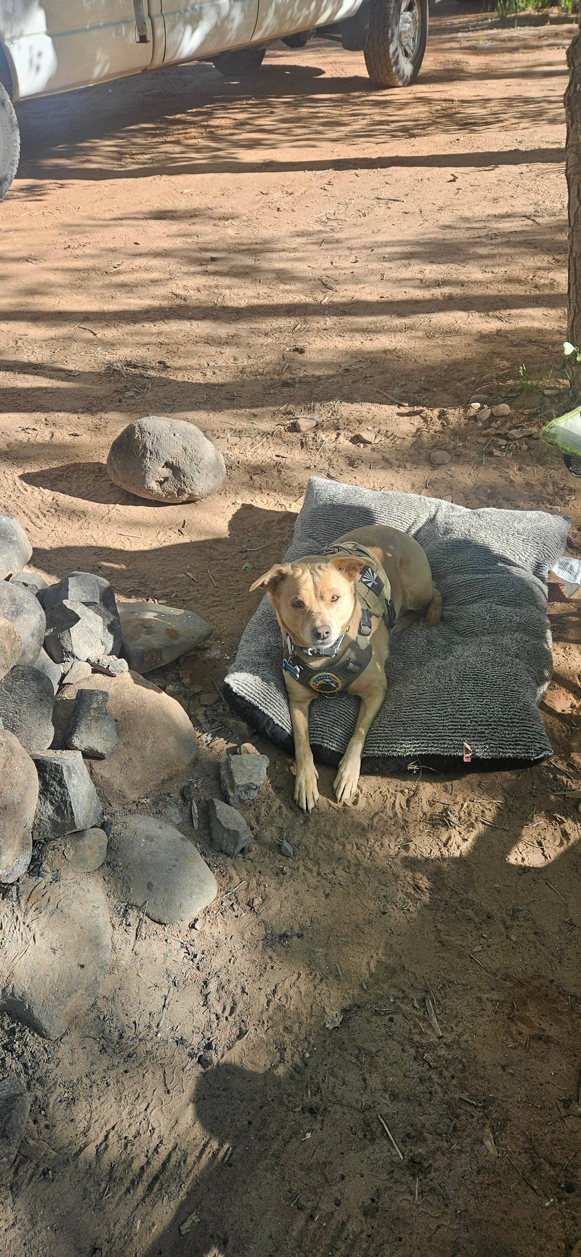 Brad L.'s photo of camping with pets at North Creek Dispersed Camping near Washington, UT