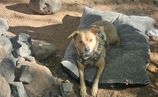 Brad L.'s photo of camping with pets at North Creek Dispersed Camping near Zion National Park