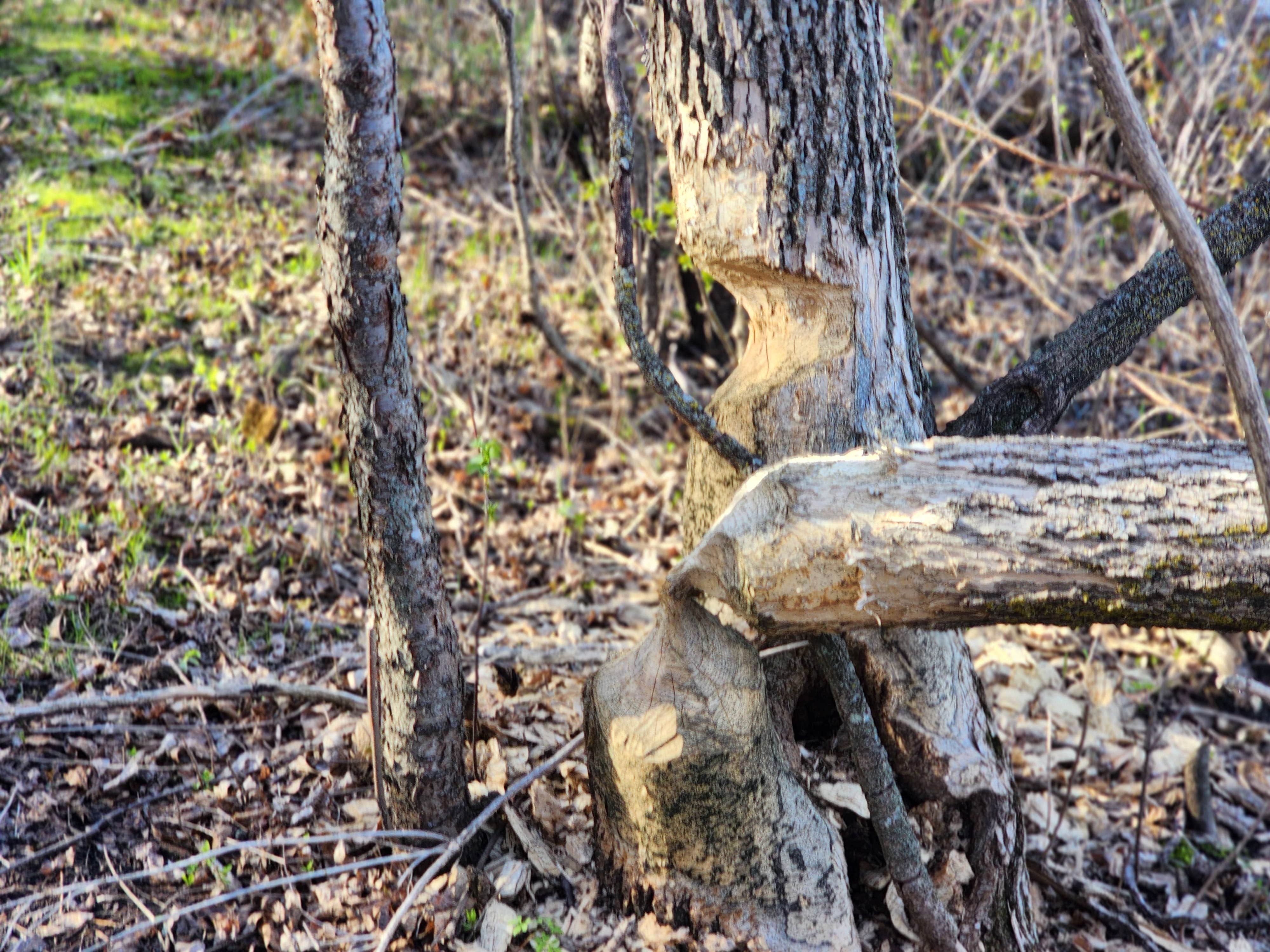 Camper submitted image from Beaver Lake State Park Campground - 1