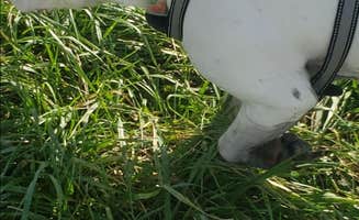 Brooke E.'s photo of camping with pets at Brewer Lake Rec Area in North Dakota