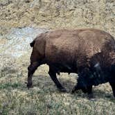 Review photo of Cottonwood Campground — Theodore Roosevelt National Park by Jean B., April 21, 2026