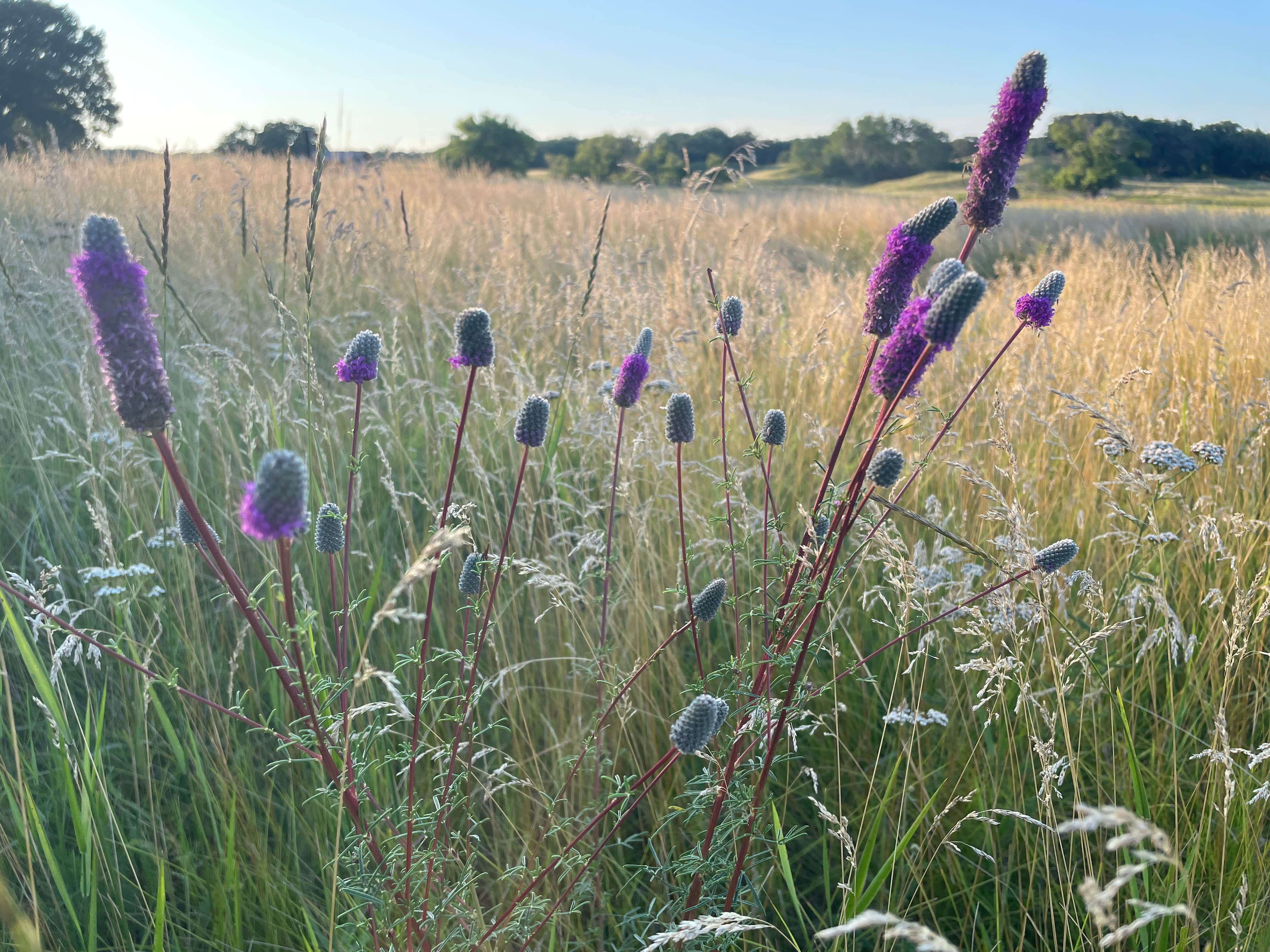 Camping near Kidder Recreation Area: Hankinson Hills Campground, Hankinson, North Dakota