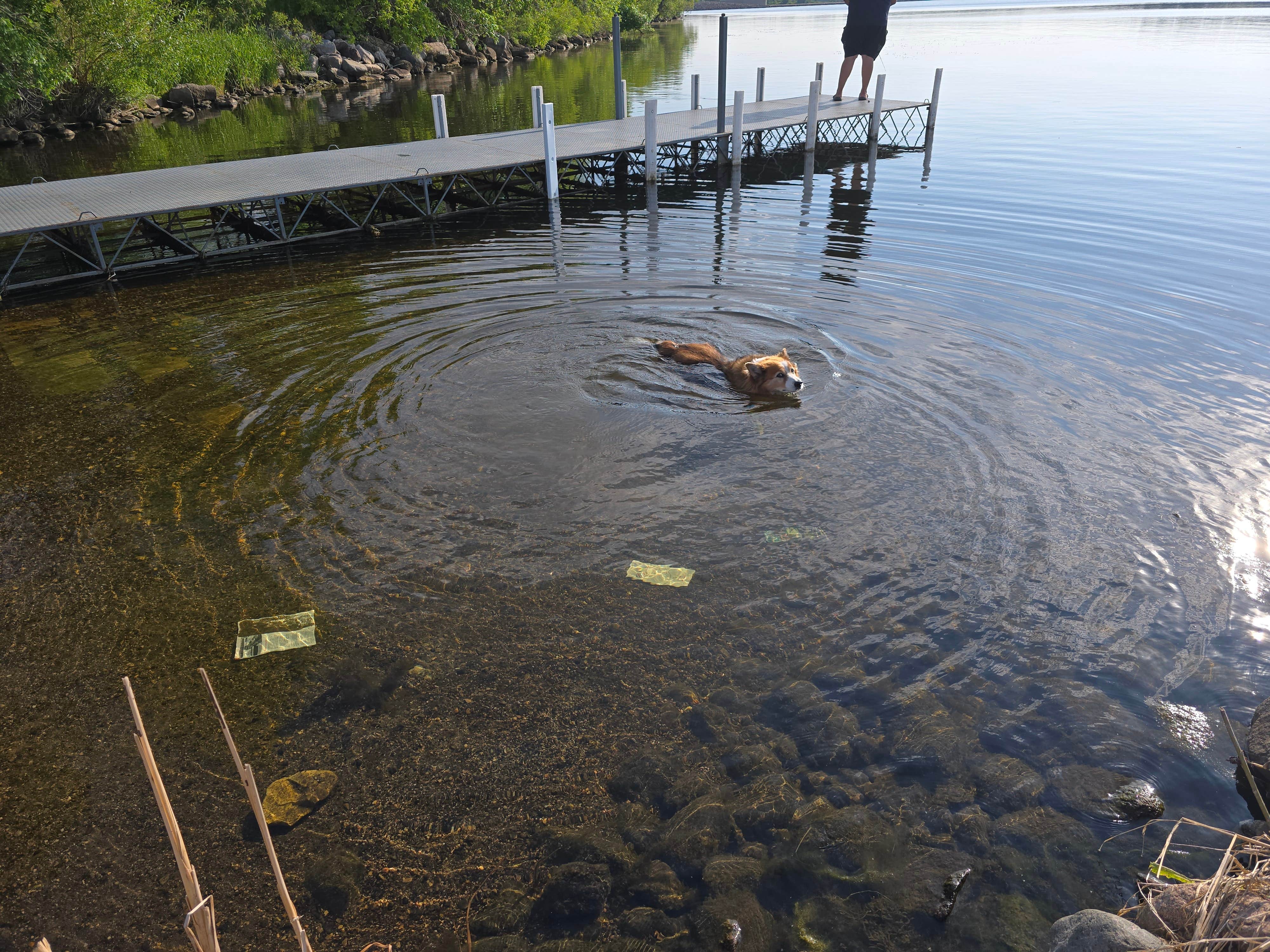 Teresa T.'s photo of camping with pets at Mel Rieman Rec near Fort Ransom, ND
