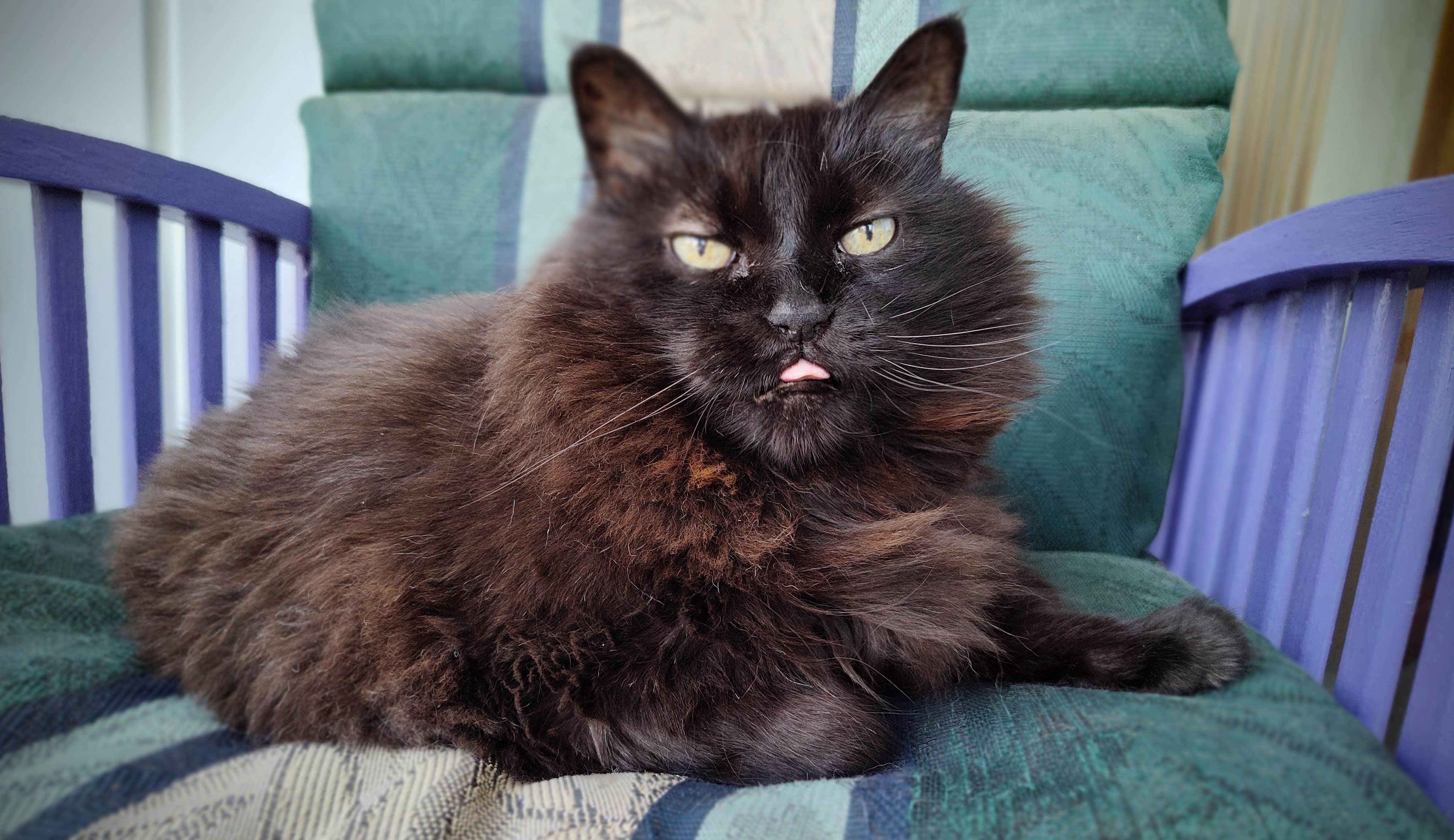 Nan B.'s photo of camping with pets at Parkhurst Campground - Pipestem near Kensal, ND