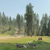 Review photo of North Fork Chewelah Creek by Rae F., July 21, 2026