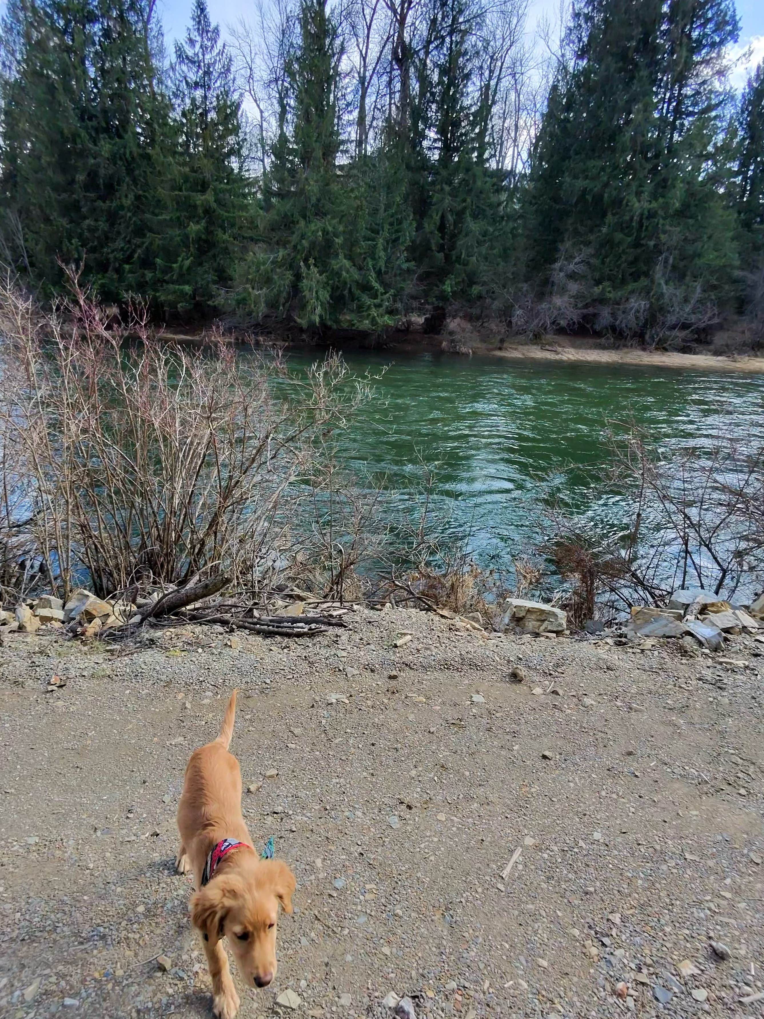 Kevin K.'s photo of a dispersed camping area at North Fork Coeur D'Alene River near Kootenai, ID
