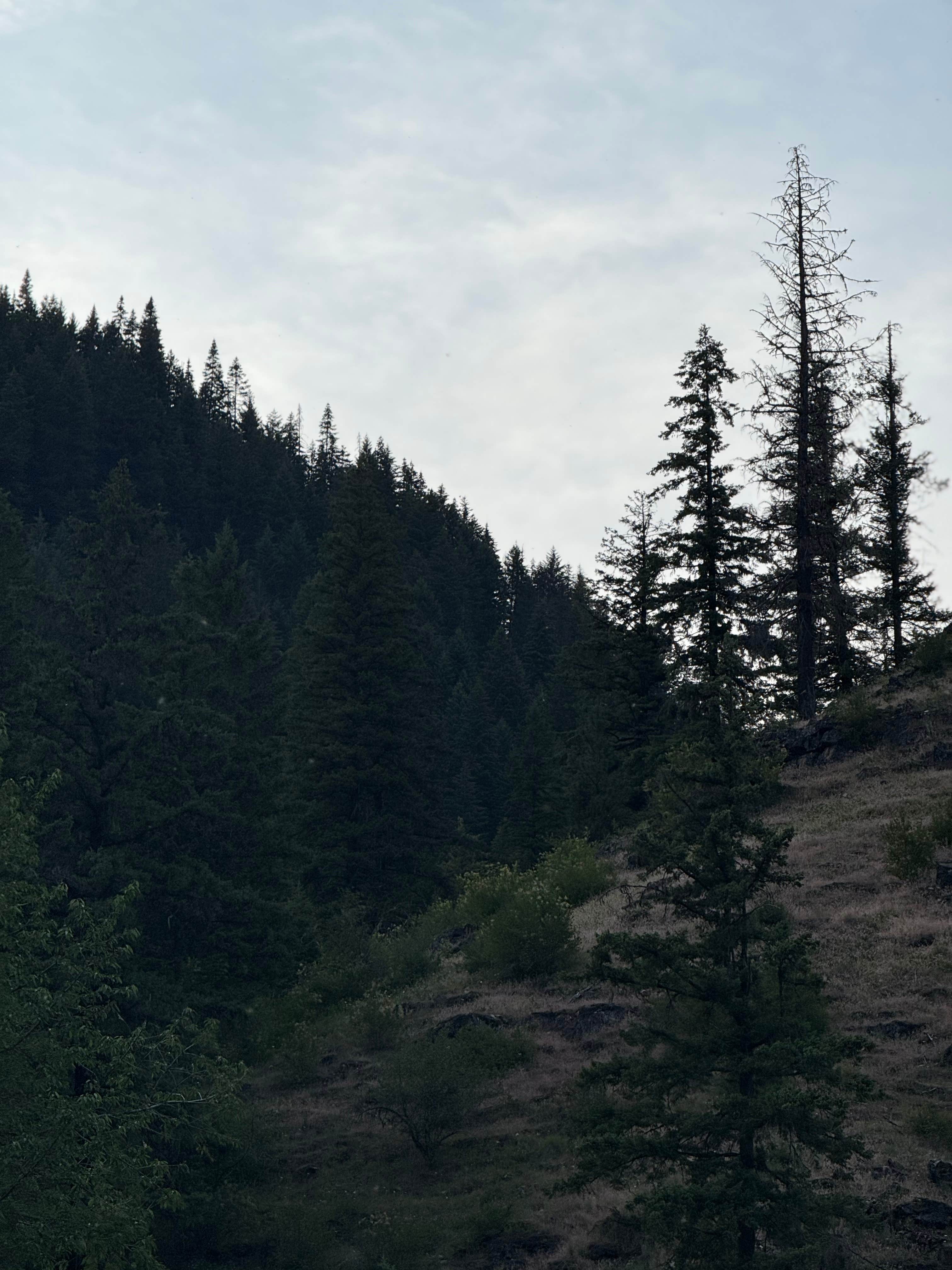 Camper-submitted photo at North Fork Coeur D'Alene River near Rathdrum, ID