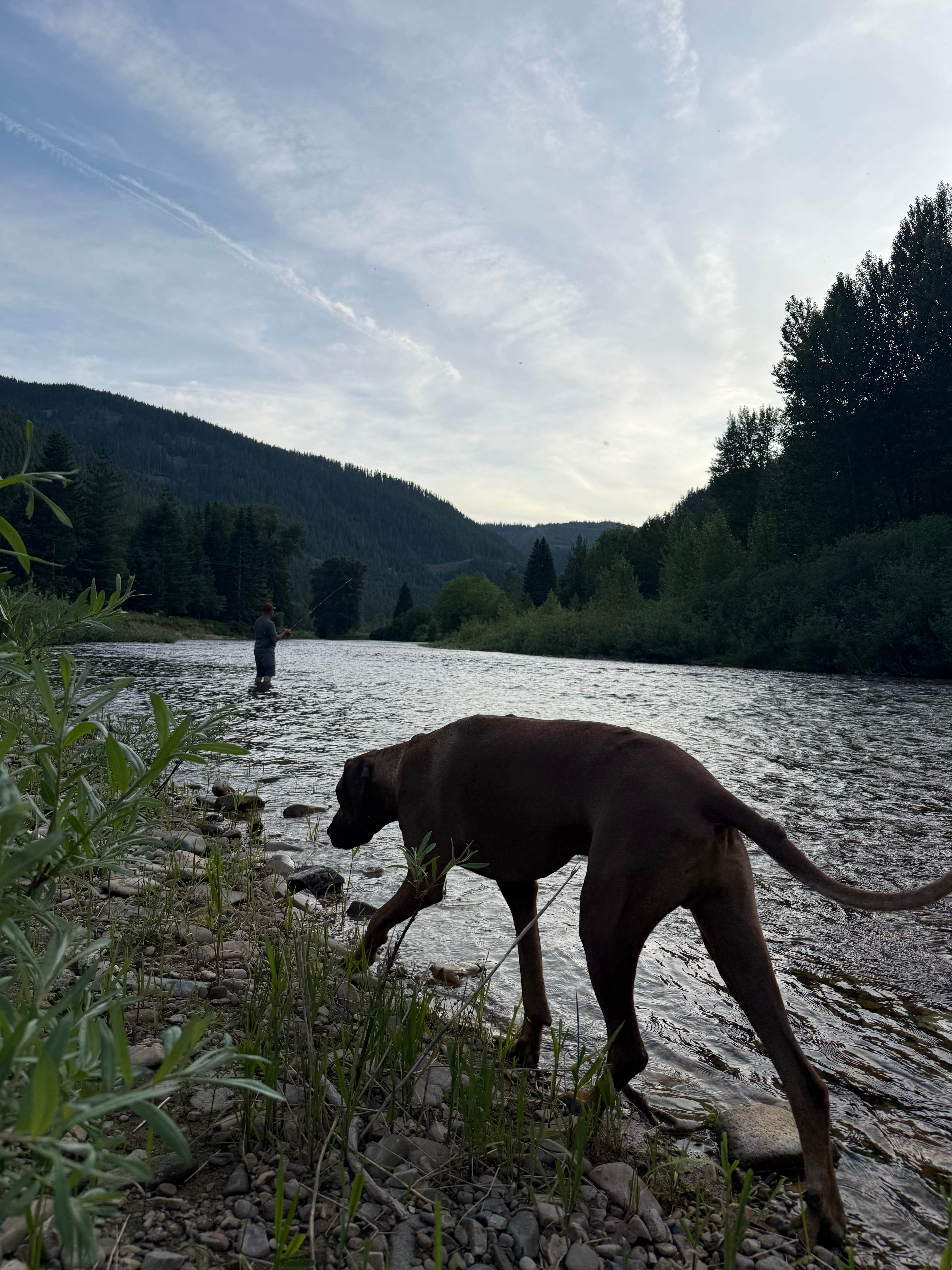 Maddie F.'s photo of camping with pets at North Fork Coeur D'Alene River near Kellogg, ID