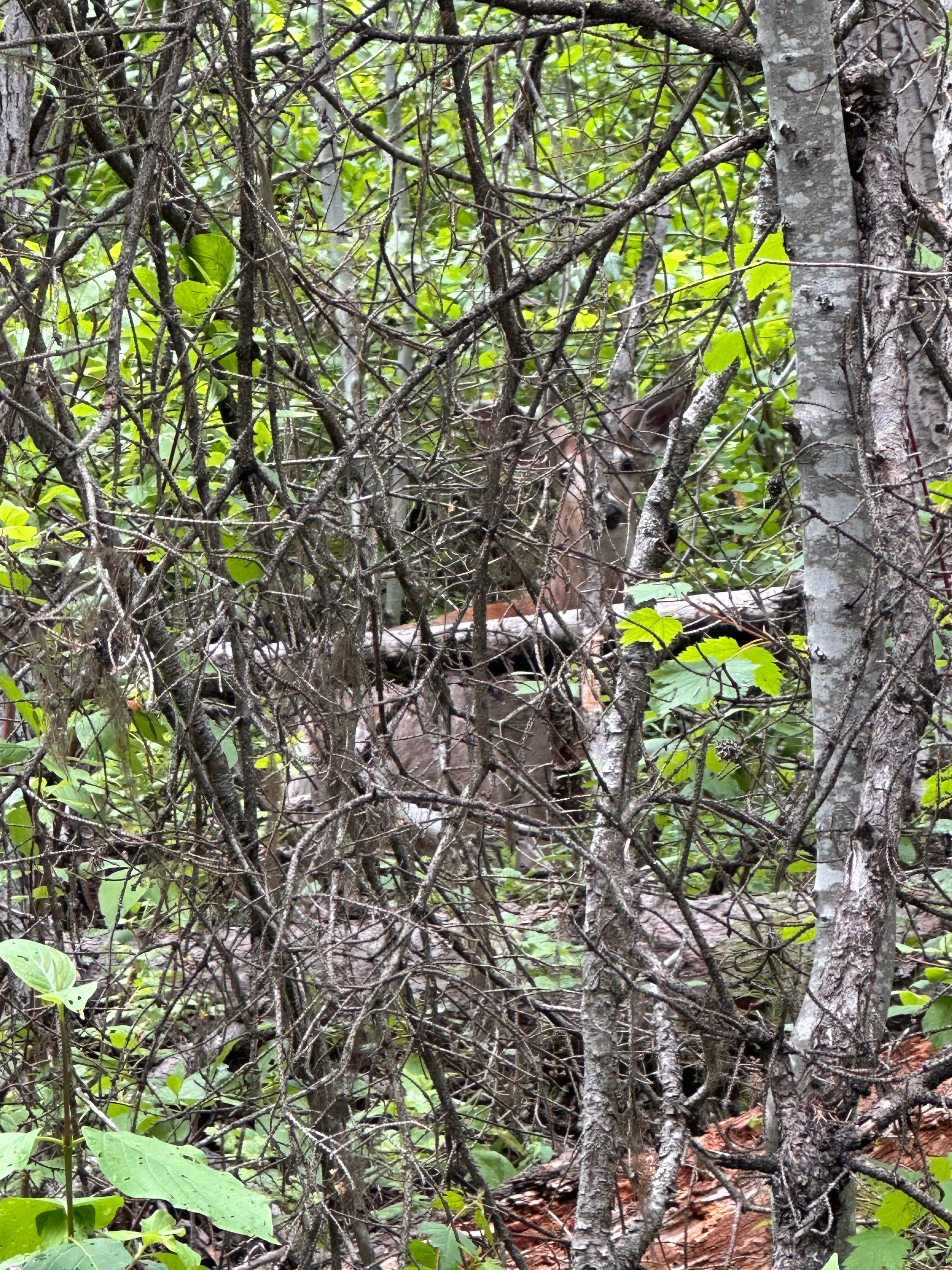 Camping near Big Creek Campground (flathead National Forest, Mt): North Fork Flathead River Camp, Polebridge, Montana