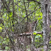 Review photo of North Fork Flathead River Camp by StaceeQ  Q., June 14, 2025