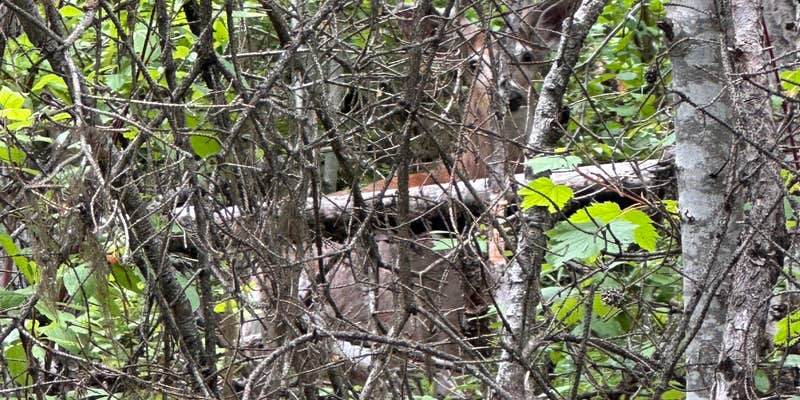 Camper submitted image from North Fork Flathead River Camp