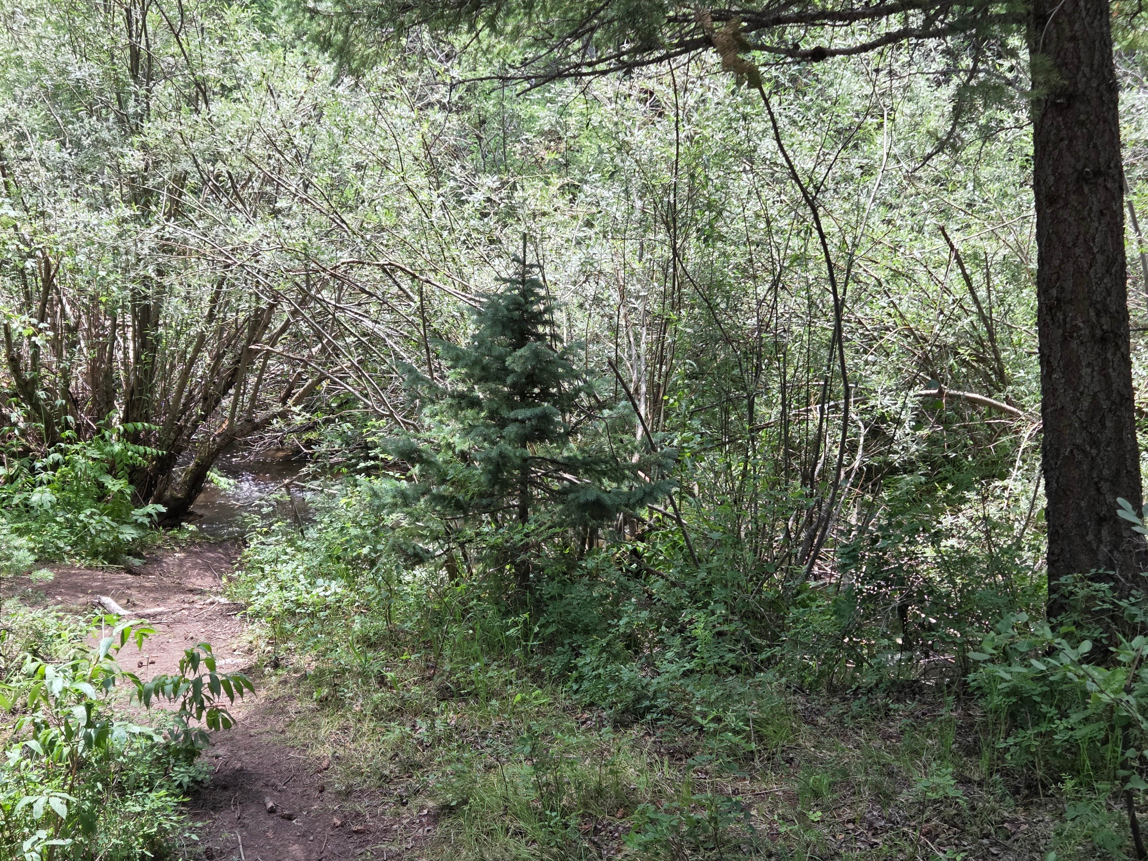 Camper-submitted photo at North Fork Purgatiore River near La Veta, CO