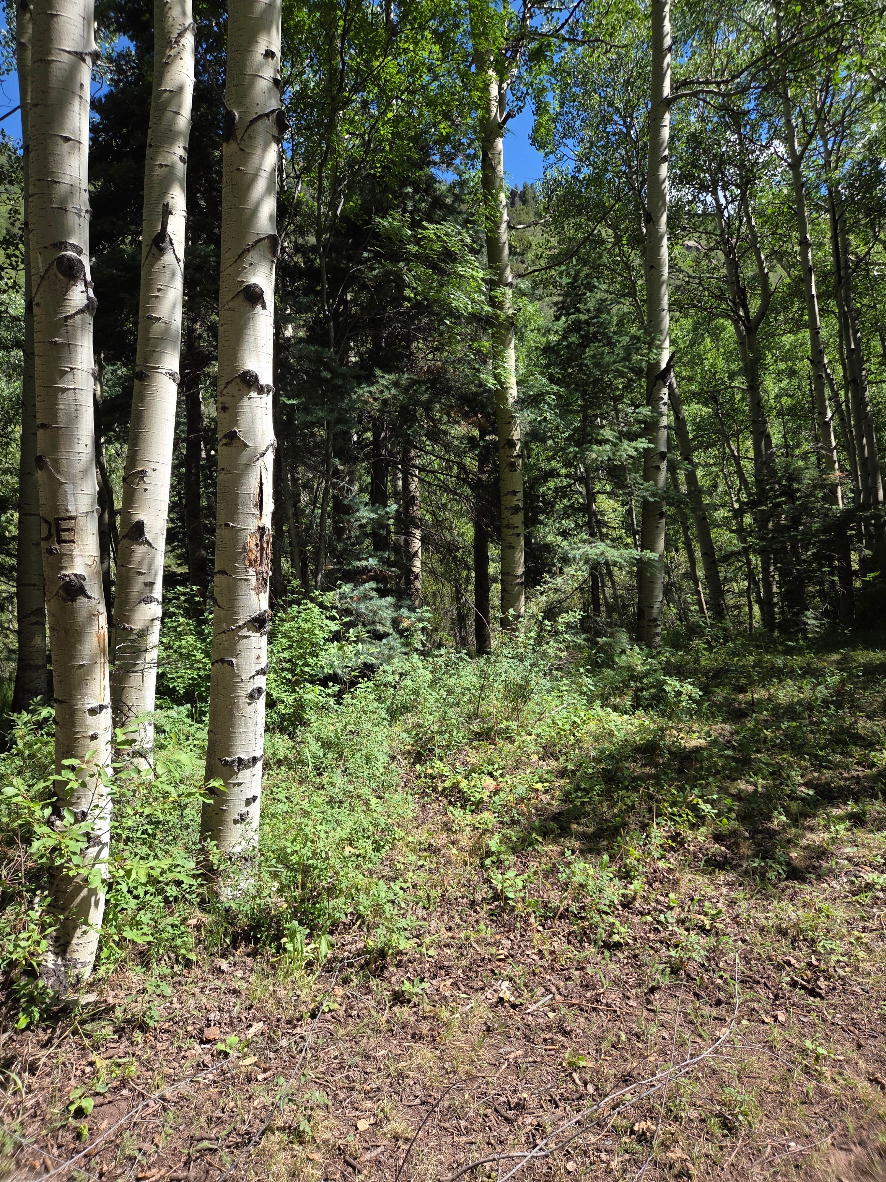Camper-submitted photo at North Fork Purgatiore River near Weston, CO