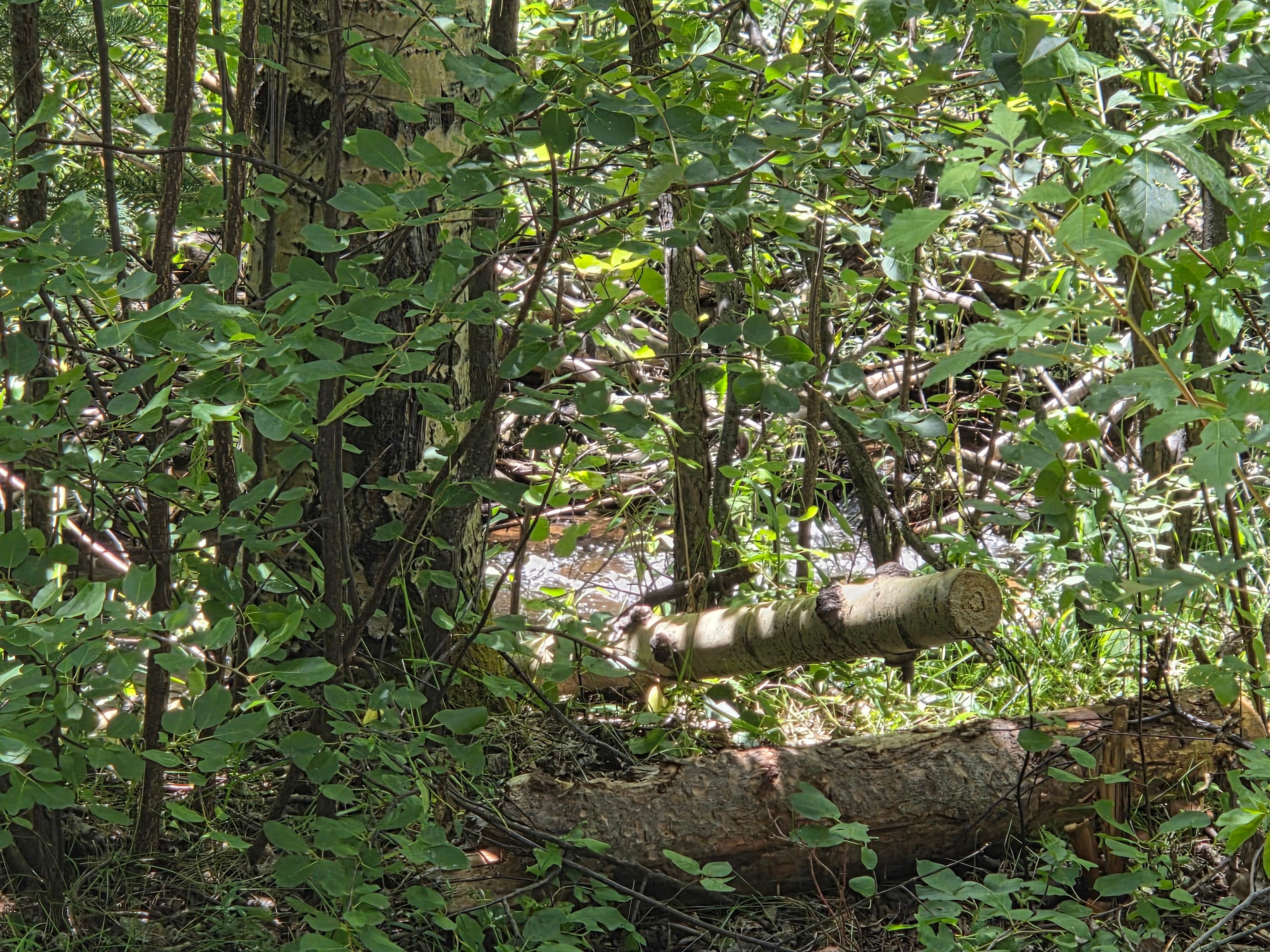 Camper-submitted photo at North Fork Purgatiore River near La Veta, CO