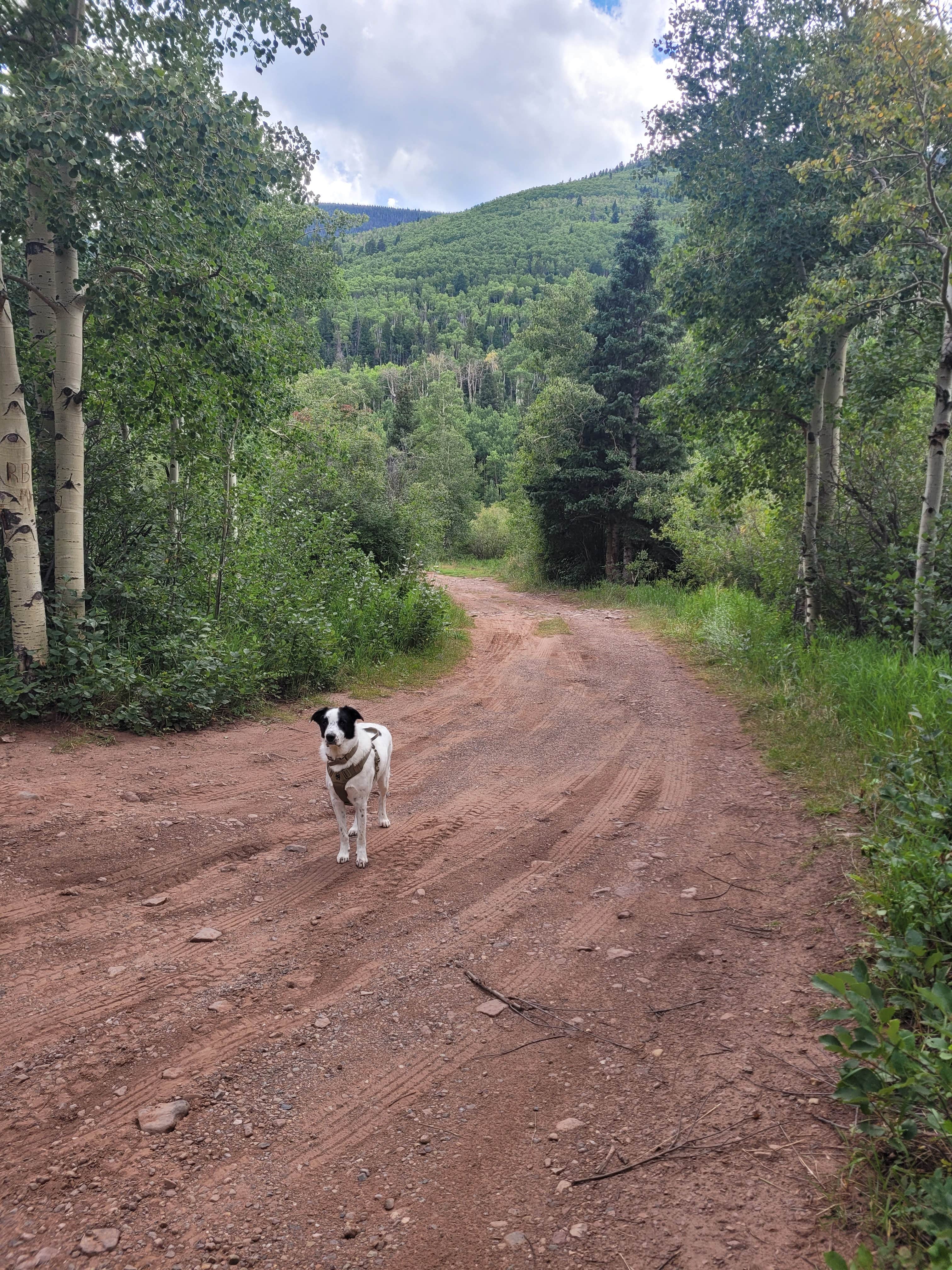 Brittany M.'s photo of camping with pets at North Fork Purgatiore River near San Luis, CO
