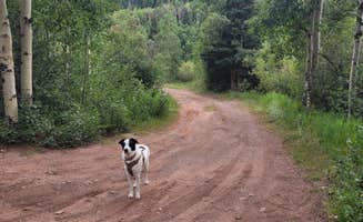Brittany M.'s photo of camping with pets at North Fork Purgatiore River near Weston, CO