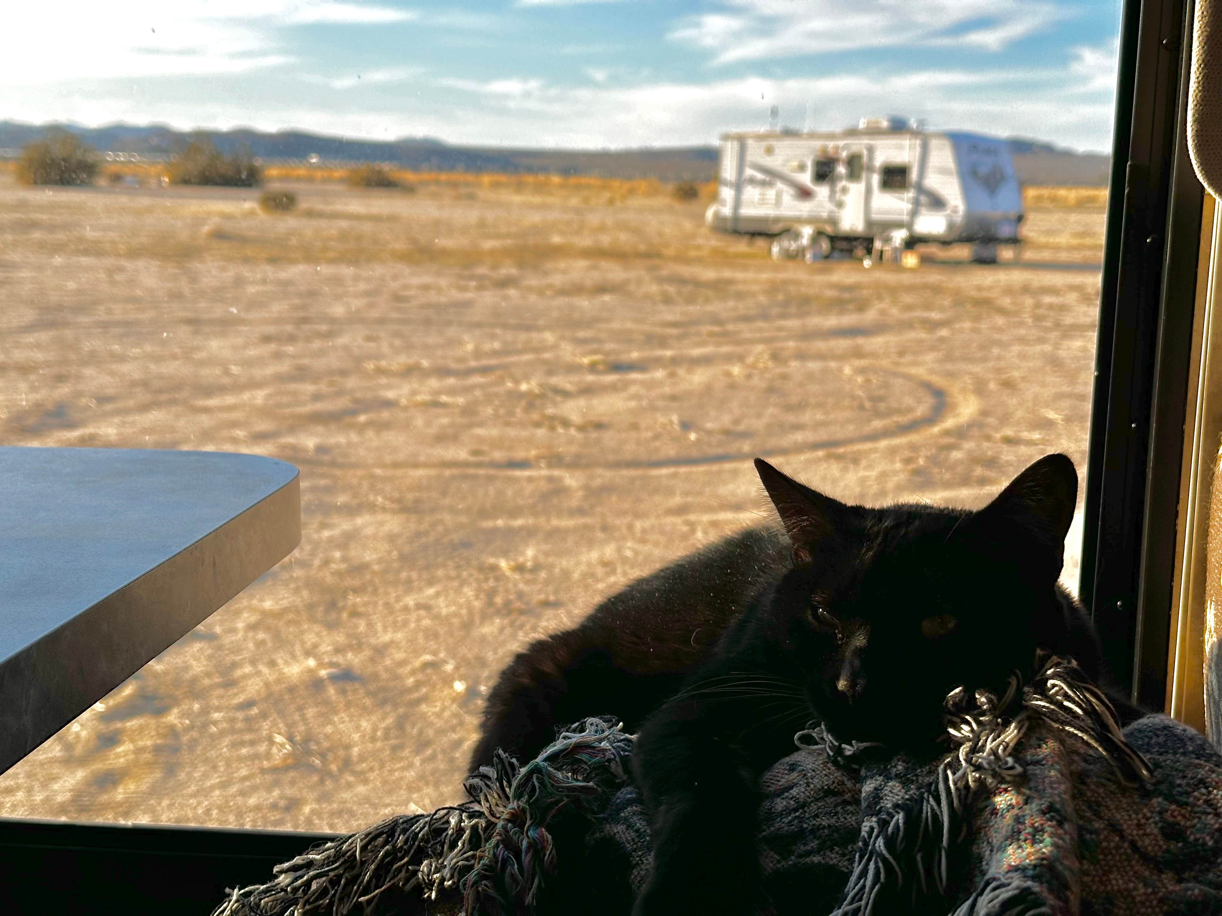Michaela H.'s photo of camping with pets at North Joshua Tree near Twentynine Palms, CA