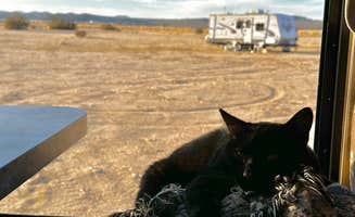 Michaela H.'s photo of camping with pets at North Joshua Tree near Amboy, CA