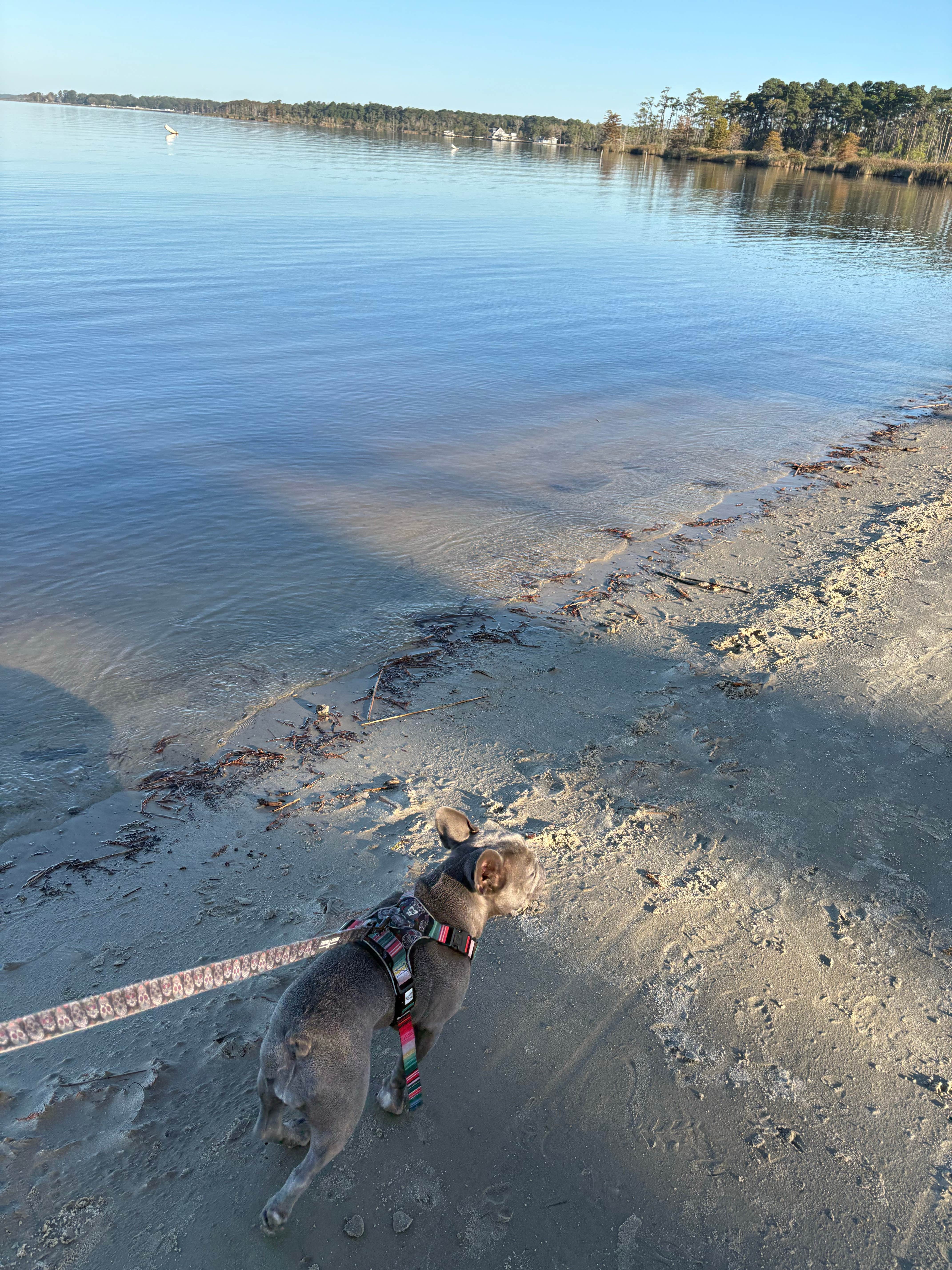 Beth B.'s photo of camping with pets at North Landing Beach Campground near Portsmouth, VA