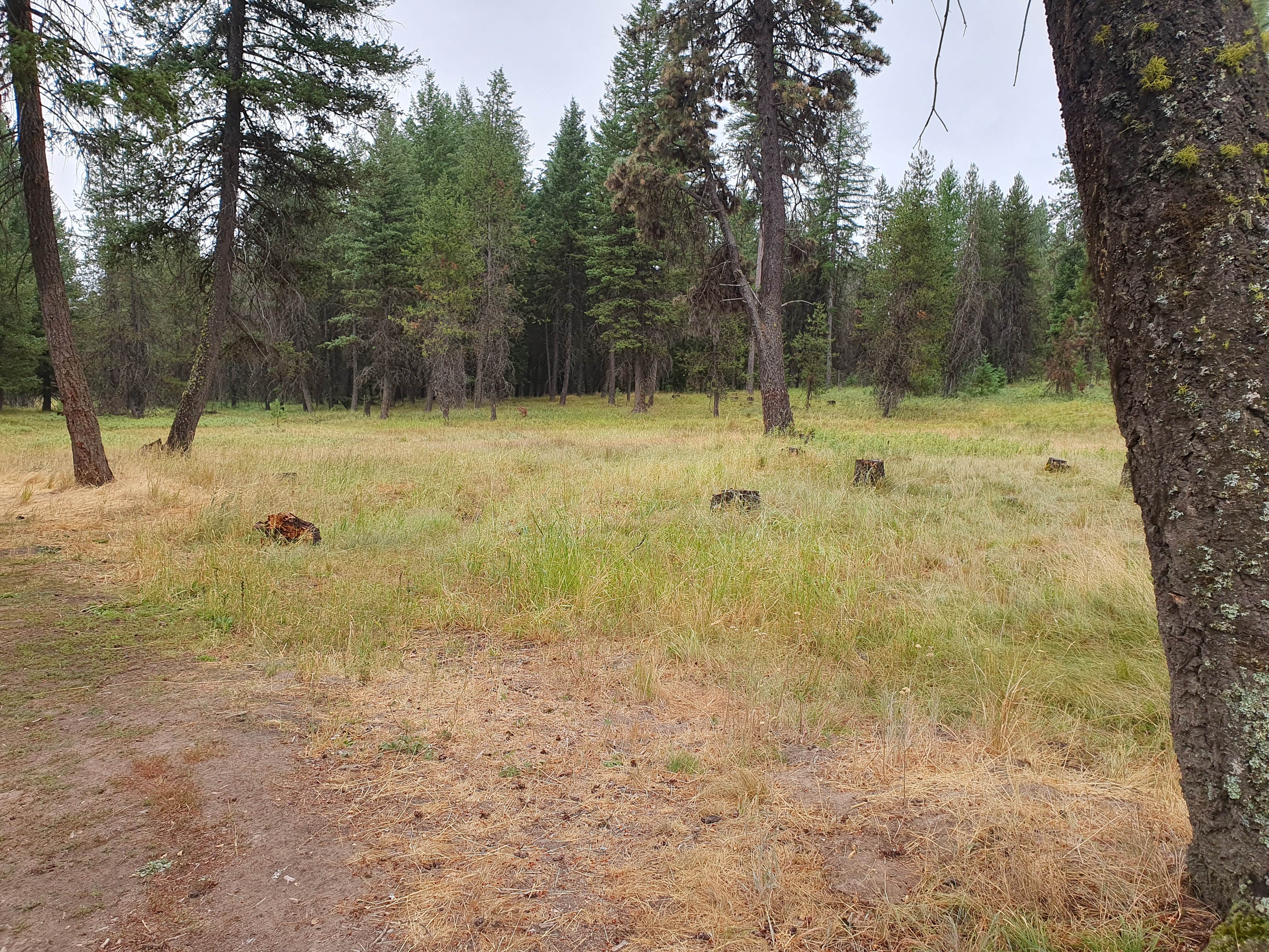 Camper submitted image from North of Spring Creek on Forest Road 21 - 2