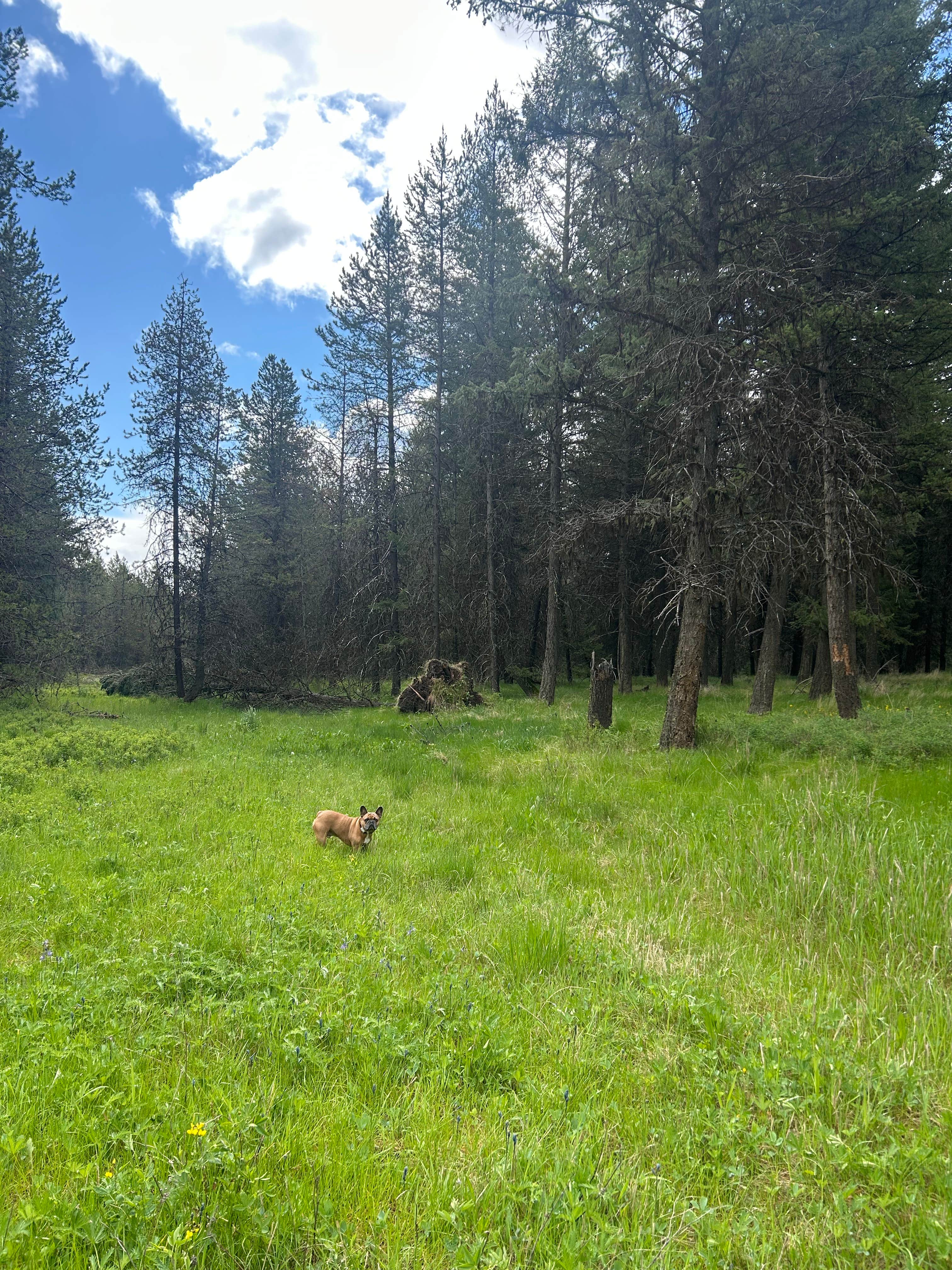 Camper-submitted photo at North of Spring Creek on Forest Road 21 near Elgin, OR