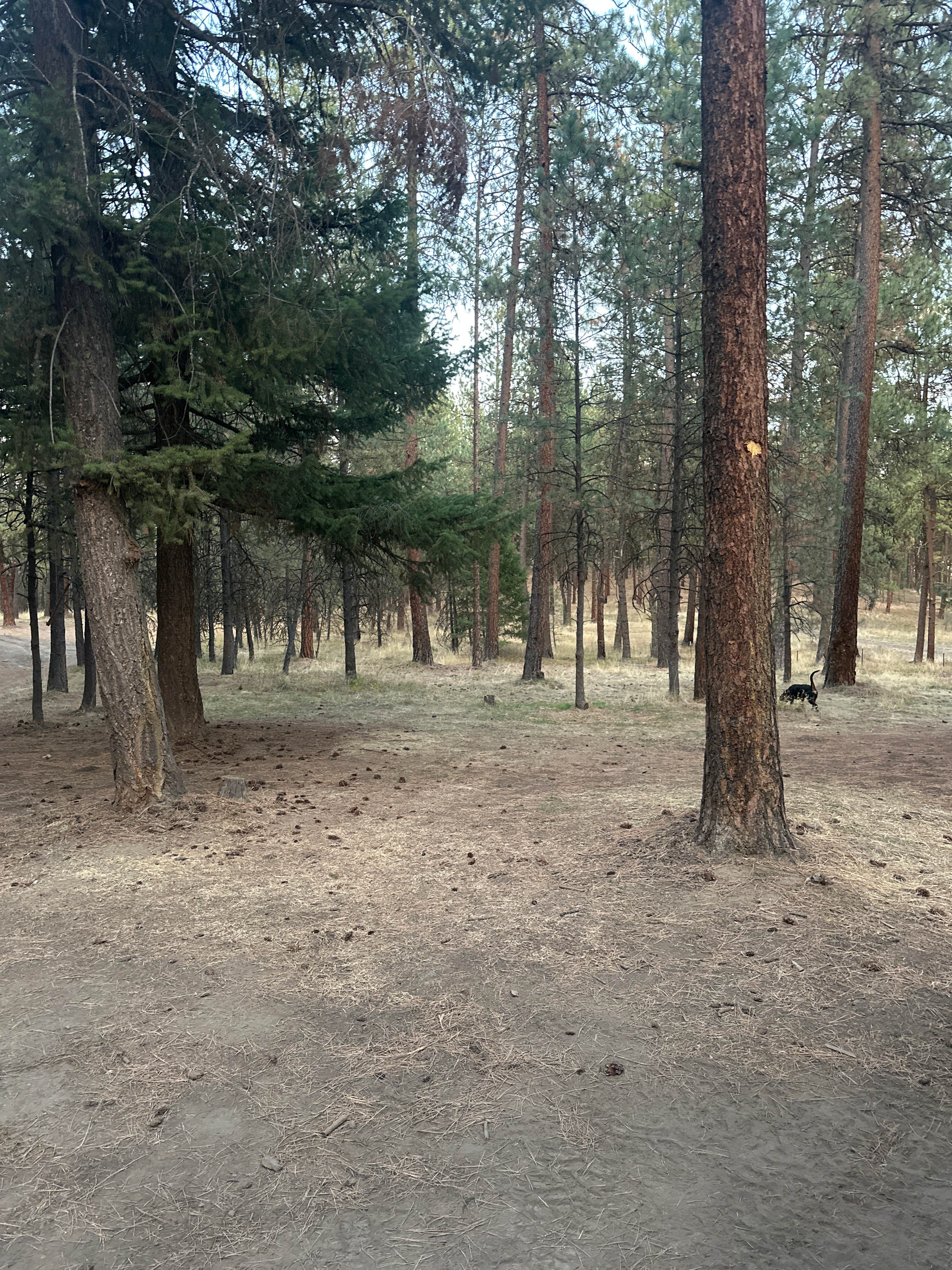 Camper-submitted photo at North of Spring Creek on Forest Road 21 near Elgin, OR