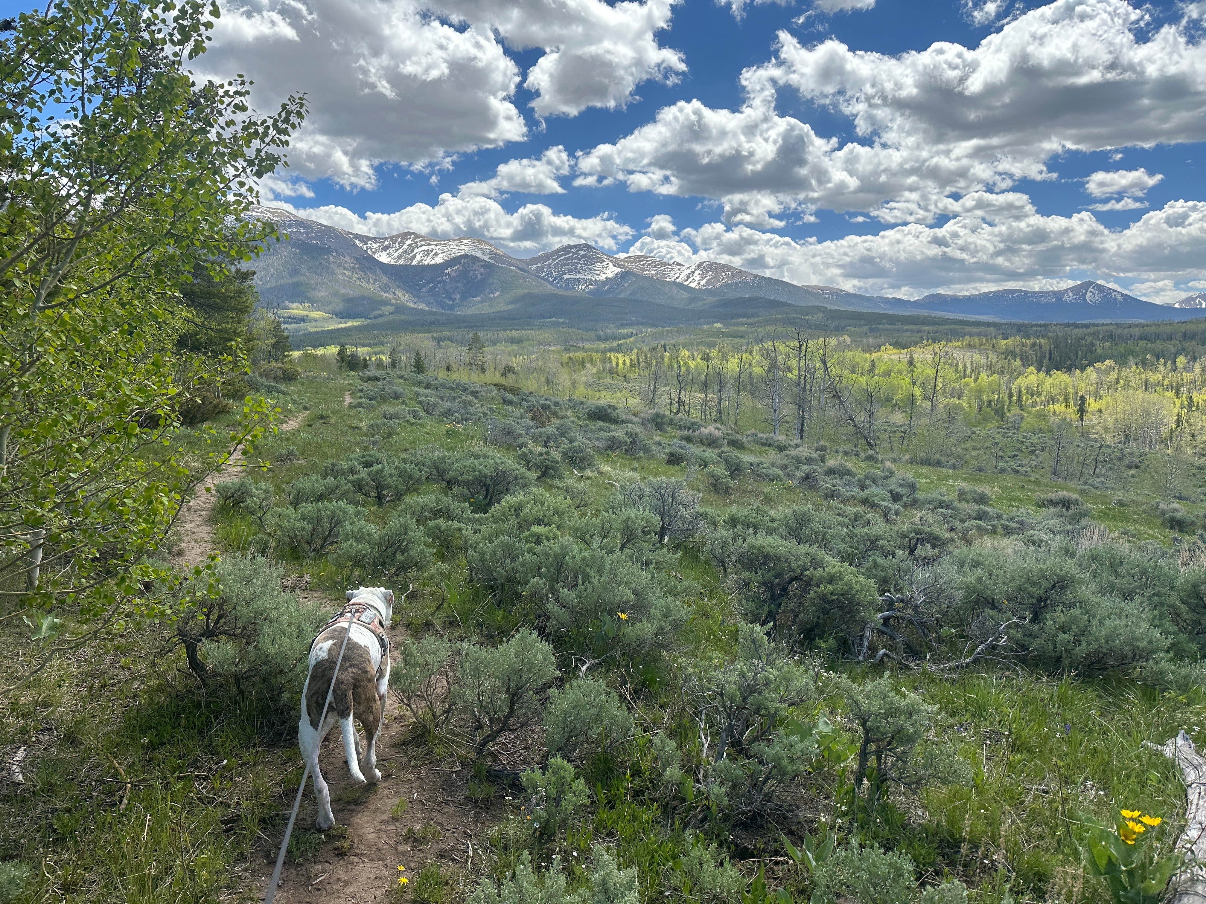 Bill  T.'s photo of camping with pets at North Park Campground near Cowdrey, CO