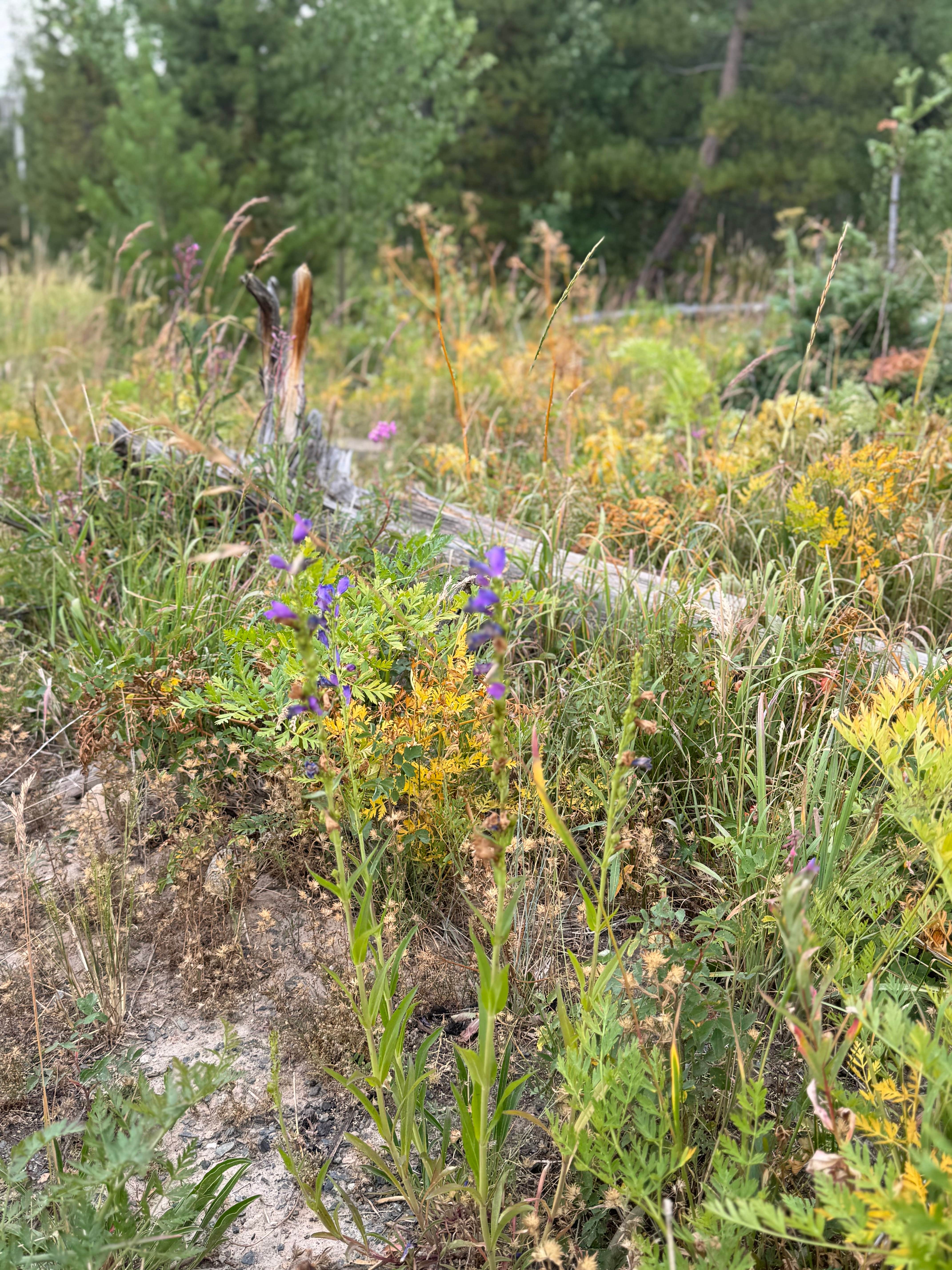 Camper-submitted photo at North Park Campground — State Forest State Park near Gould, CO