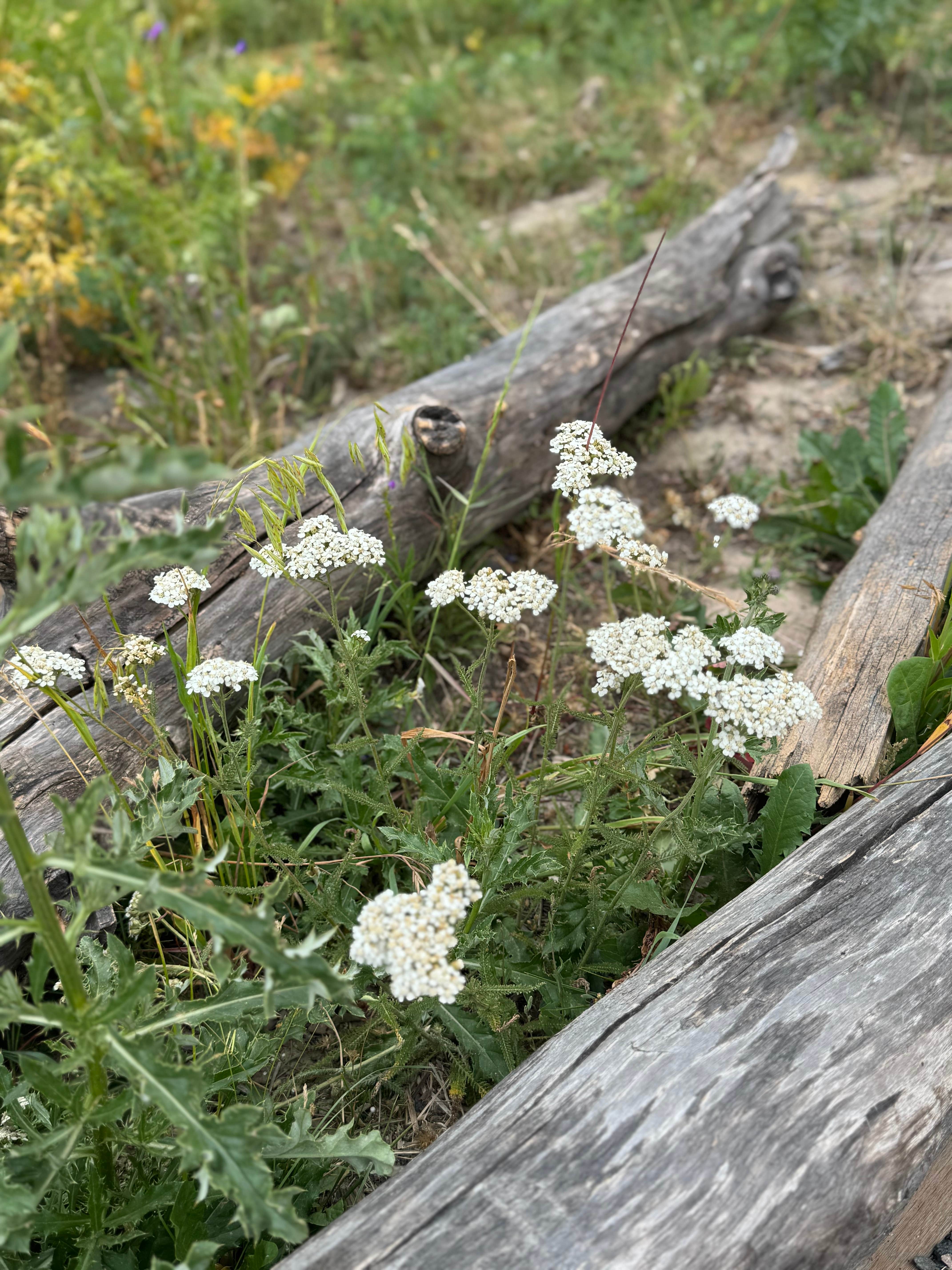 Camper-submitted photo at North Park Campground — State Forest State Park near Gould, CO