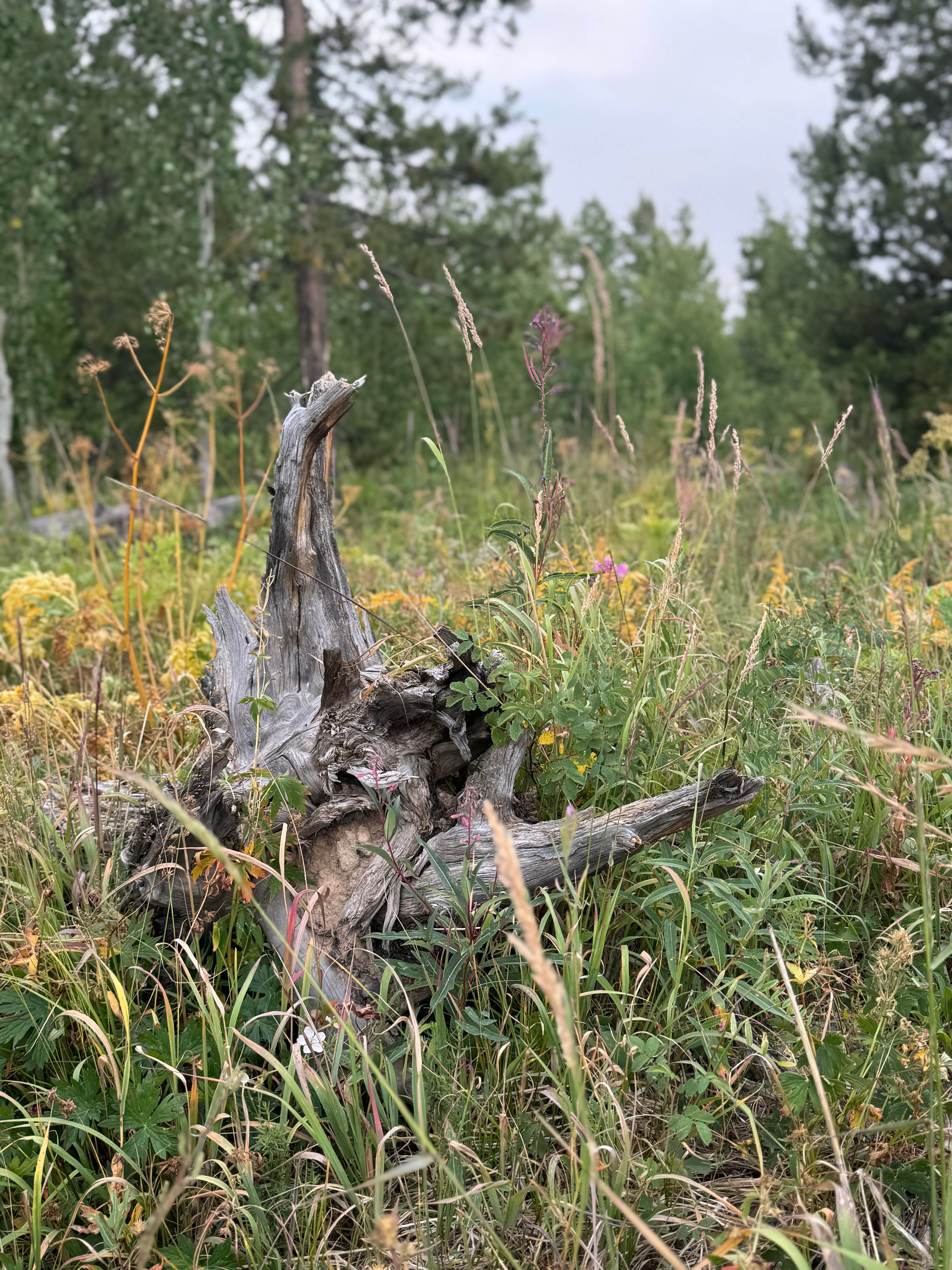 Camper-submitted photo at North Park Campground — State Forest State Park near Gould, CO