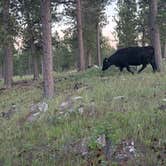 Review photo of North Pole Rd Dispersed Camping by David W., August 4, 2026