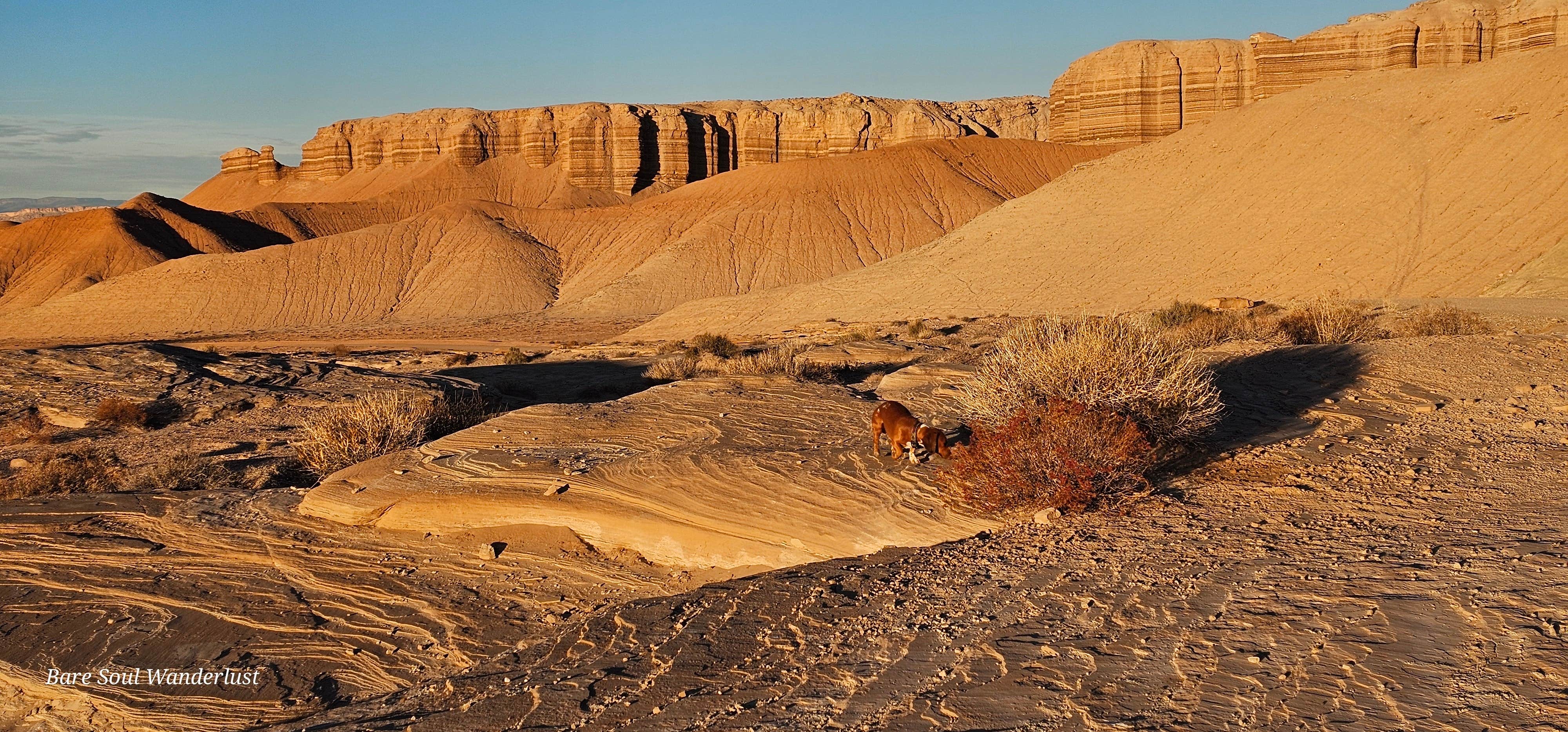 Bare Soul  W.'s photo of camping with pets at North River Road near Hanksville, UT