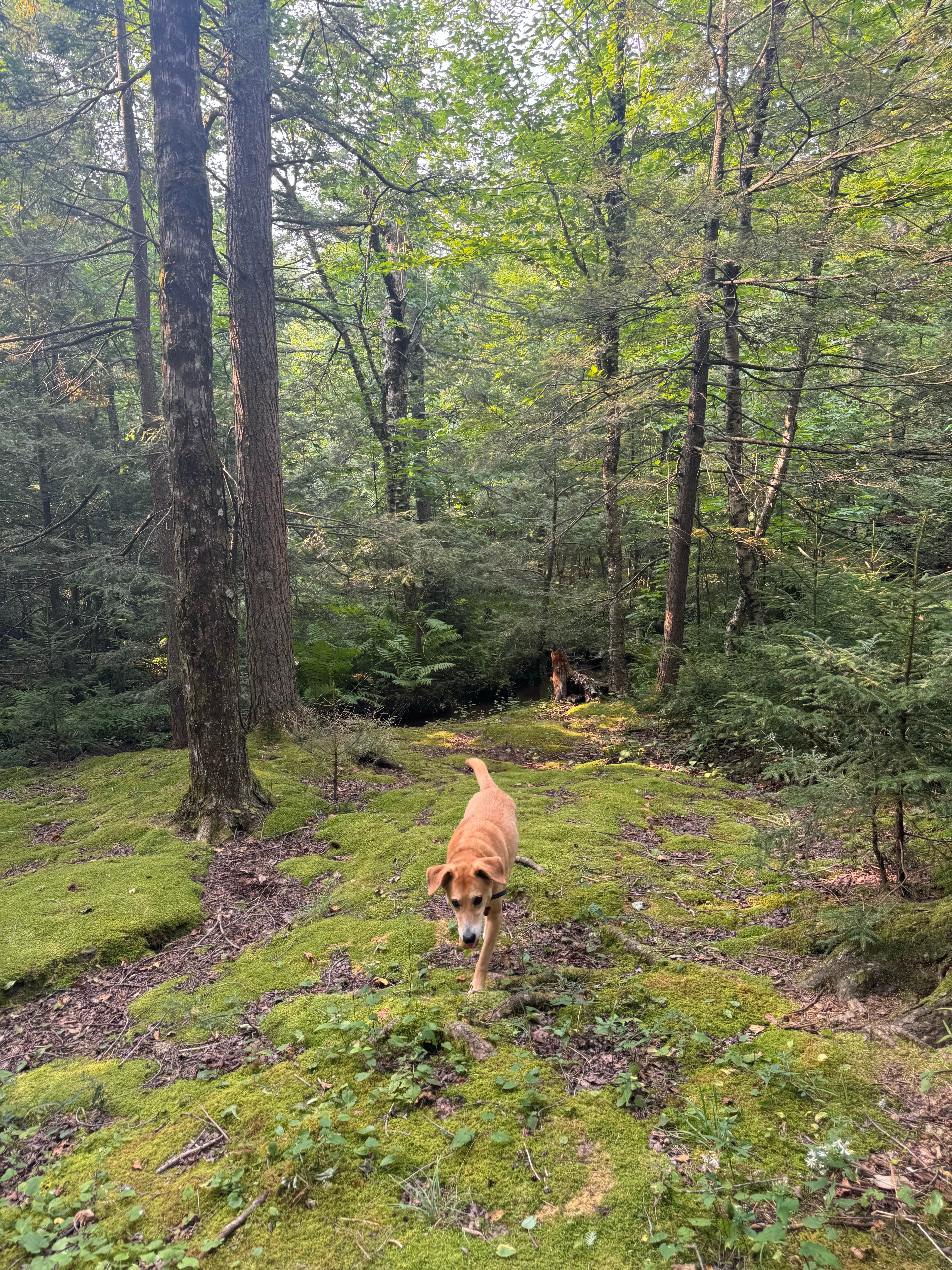Emily F.'s photo of camping with pets at North-South Lake Campground near Purling, NY