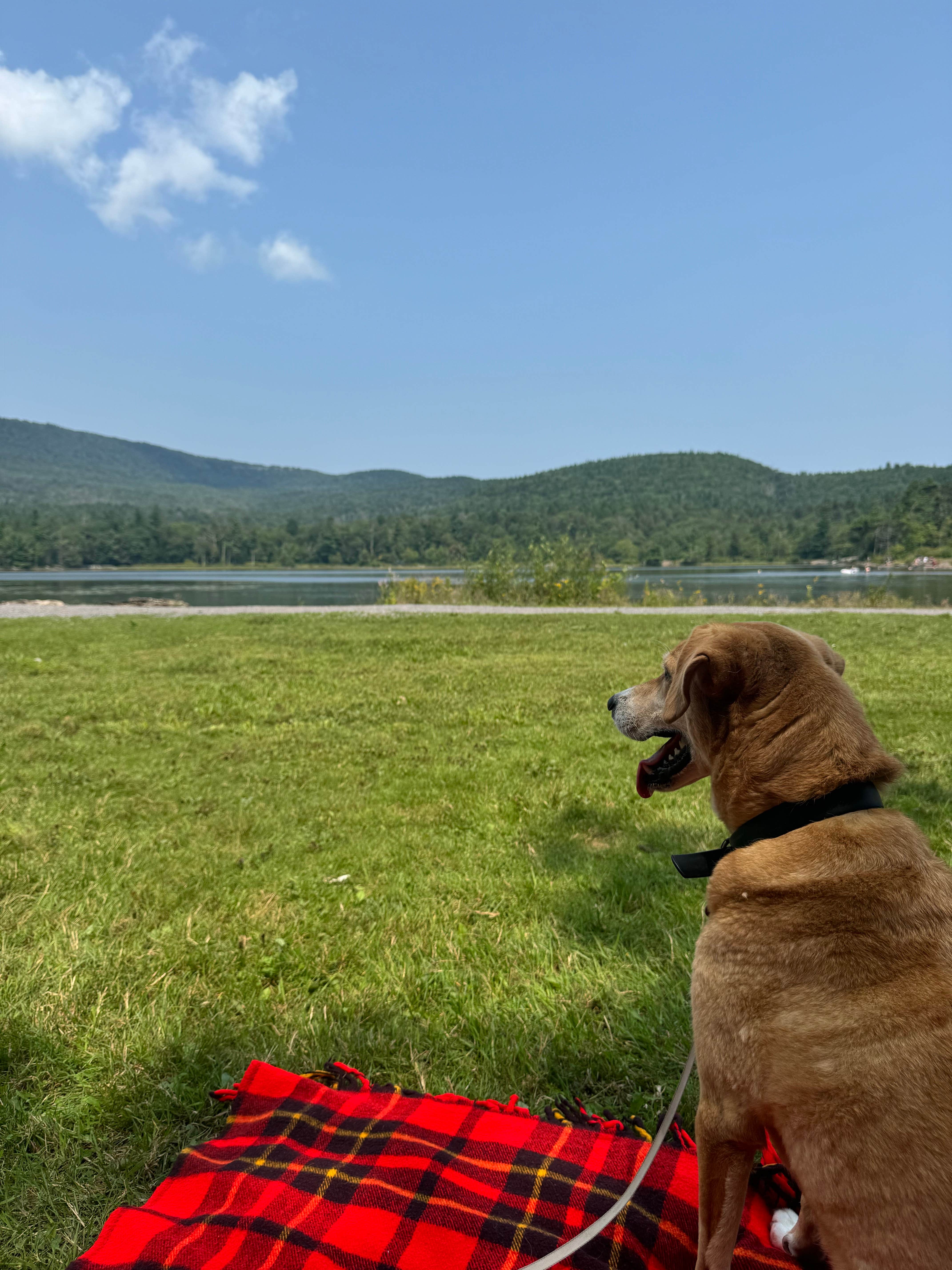 Emily F.'s photo of camping with pets at North-South Lake Campground near Roxbury, NY