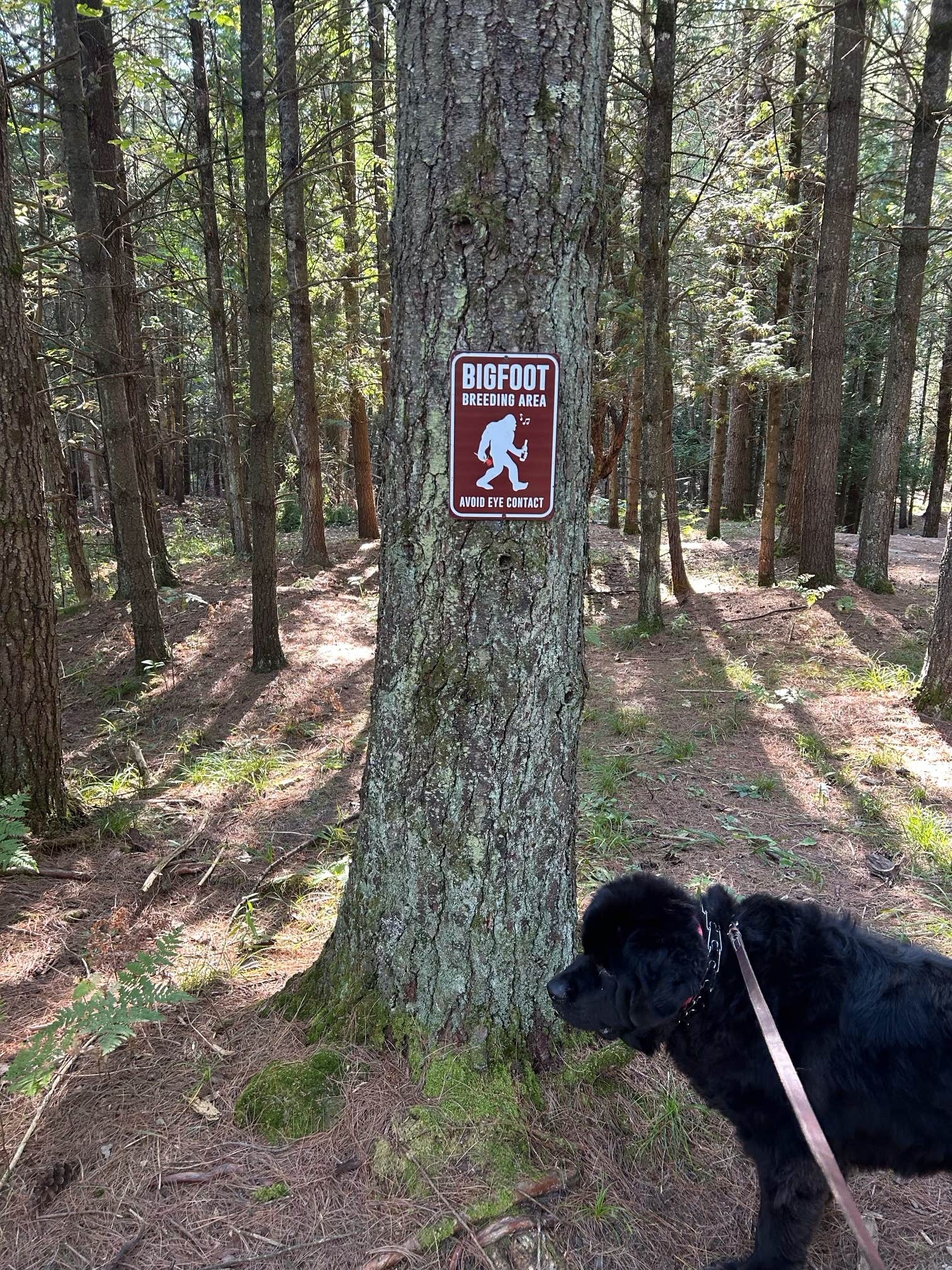 Colin L.'s photo of camping with pets at Northern Bear Paw RV Park near Kawkawlin, MI