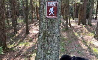 Colin L.'s photo of camping with pets at Northern Bear Paw RV Park near Glennie, MI