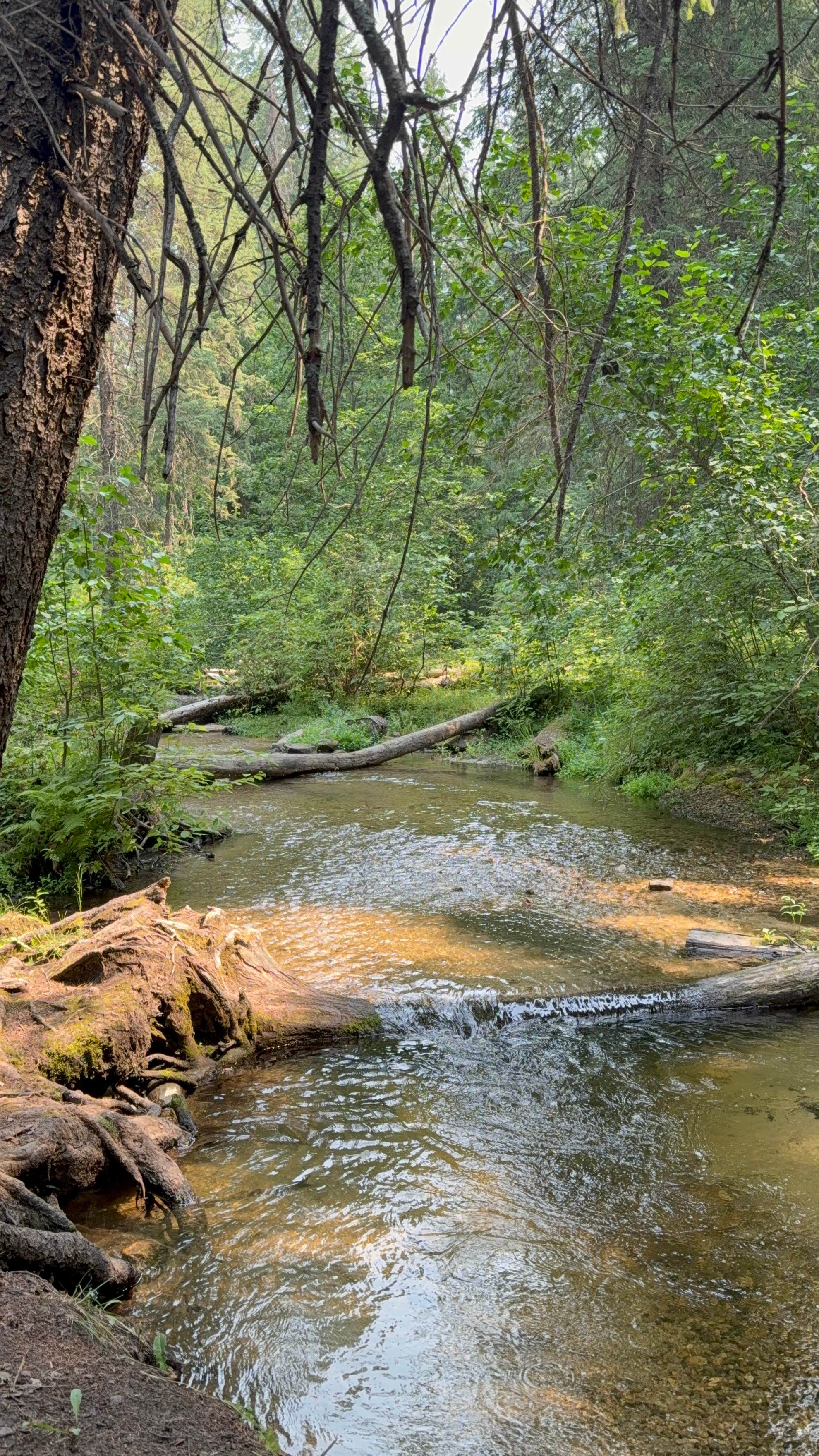 Camper-submitted photo at Northfork Chewelah Creek near Orient, WA