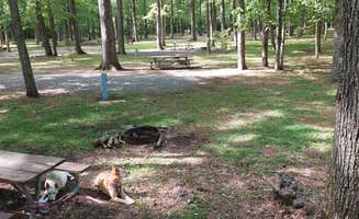Sheri K.'s photo of camping with pets at Northwest River Park & Campground near Greenwood, VA