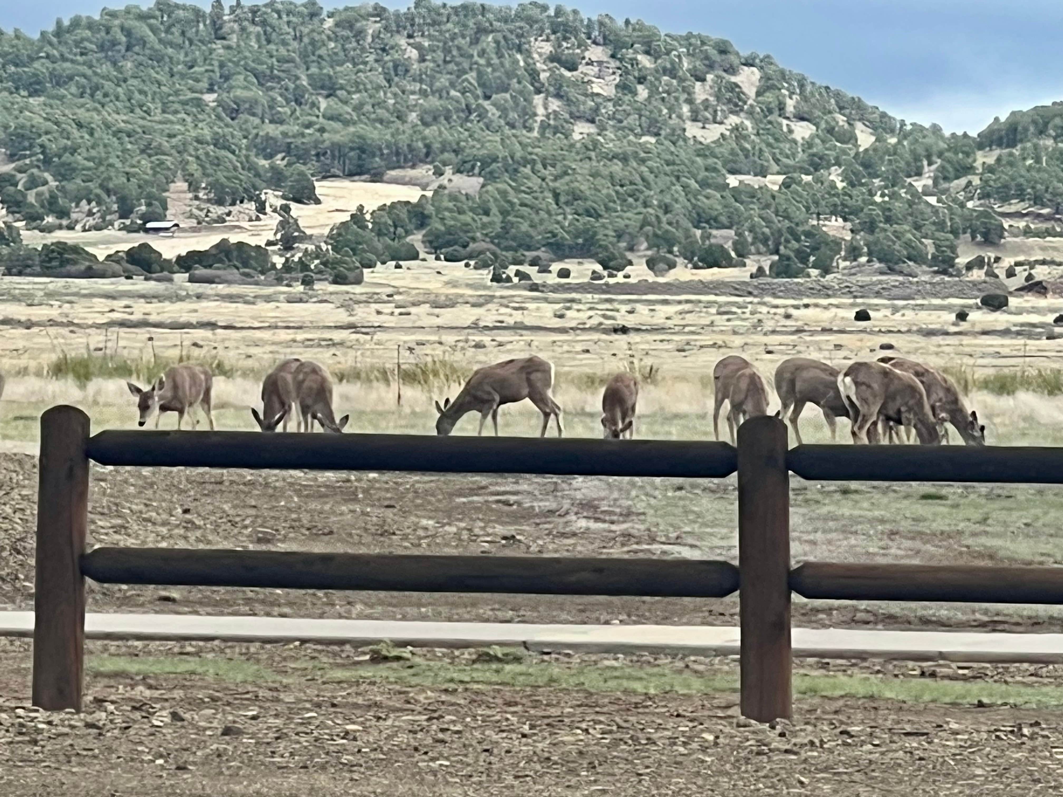 Camper-submitted photo at NRA Whittington Center Campground near Grenville, NM