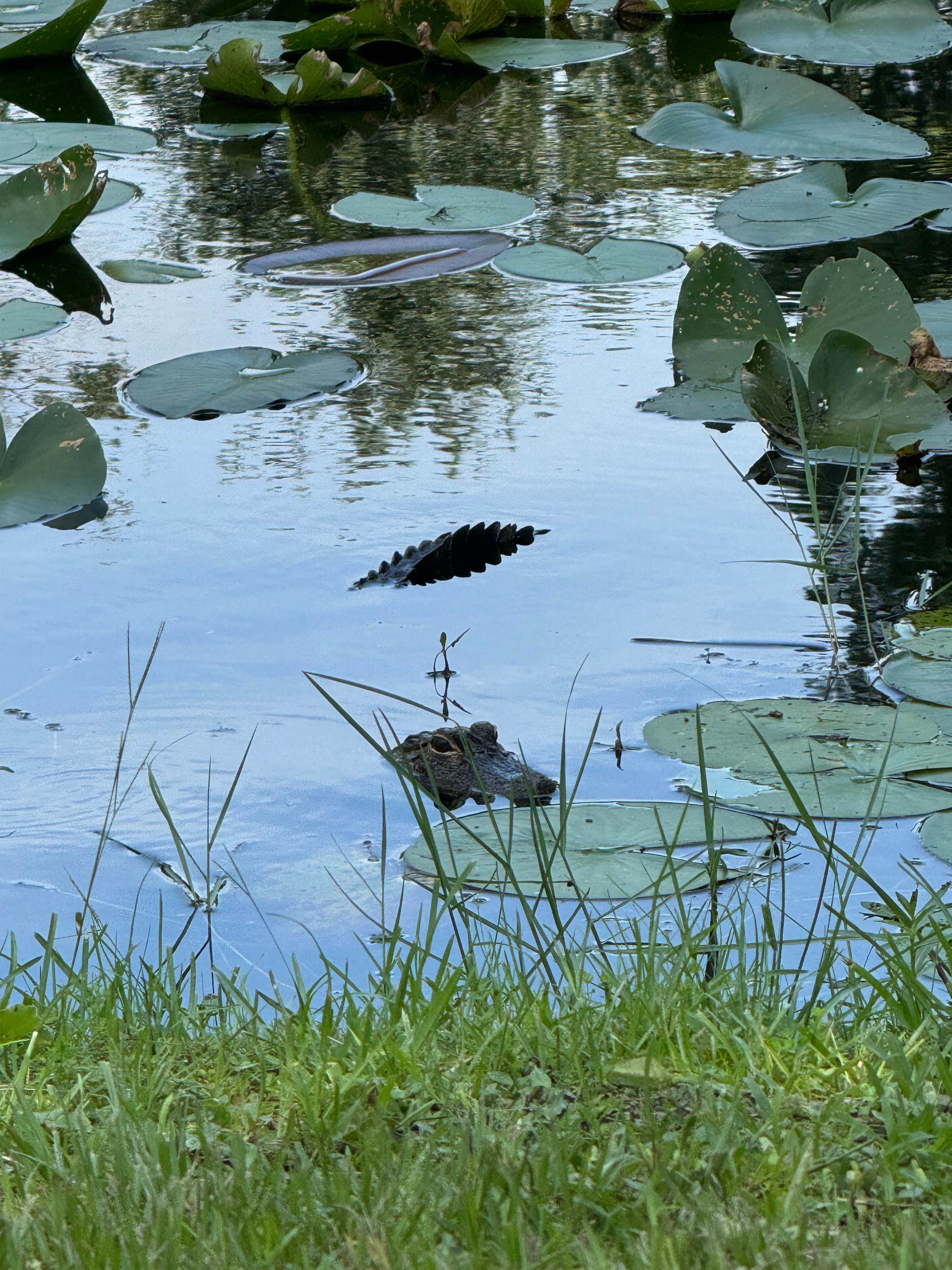 Camper-submitted photo at Oak Hammock Resort near Dundee, FL