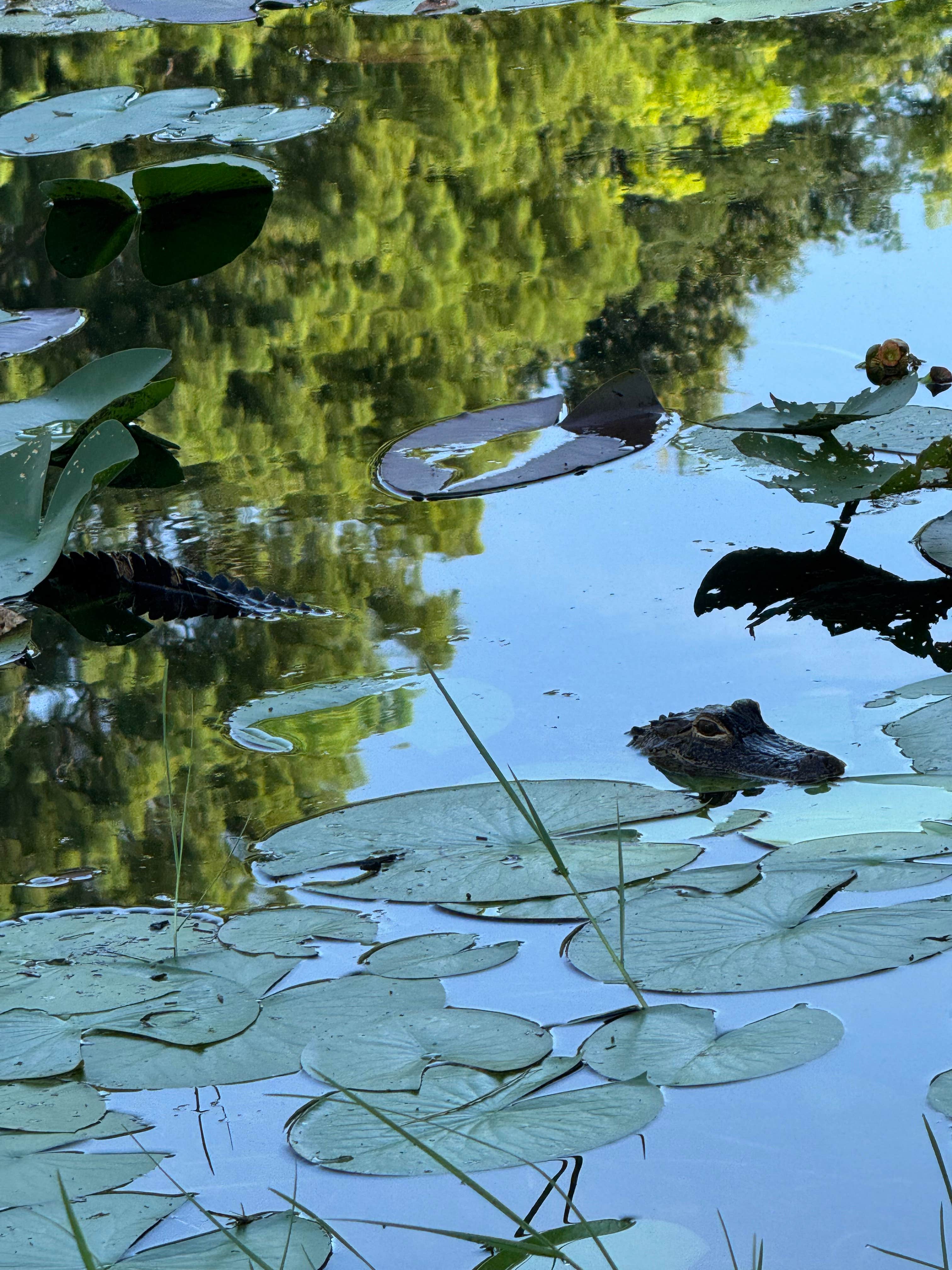 Camper-submitted photo at Oak Hammock Resort near Dundee, FL