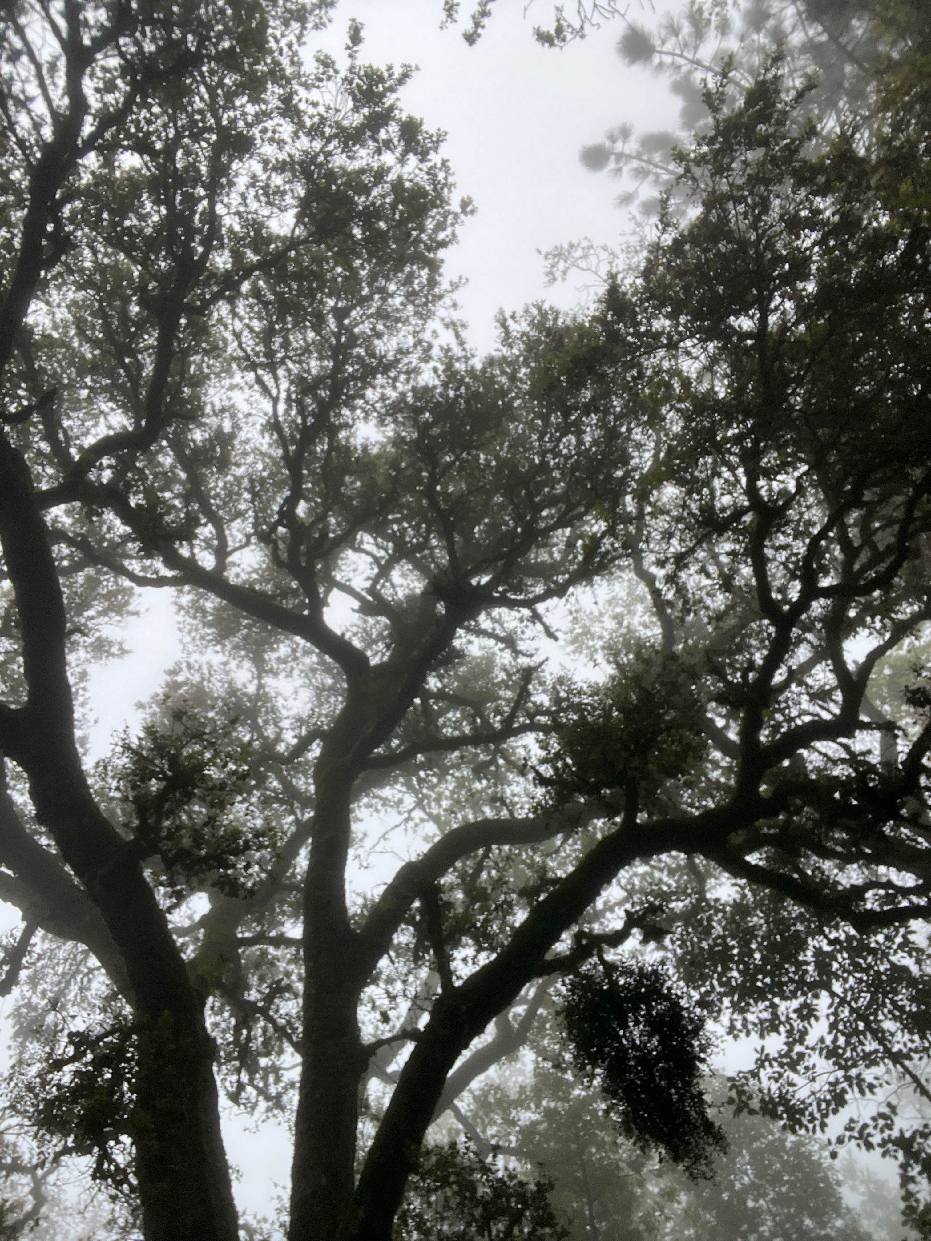 Camper-submitted photo at Valley View Campground — Fremont Peak State Park near Paicines, CA