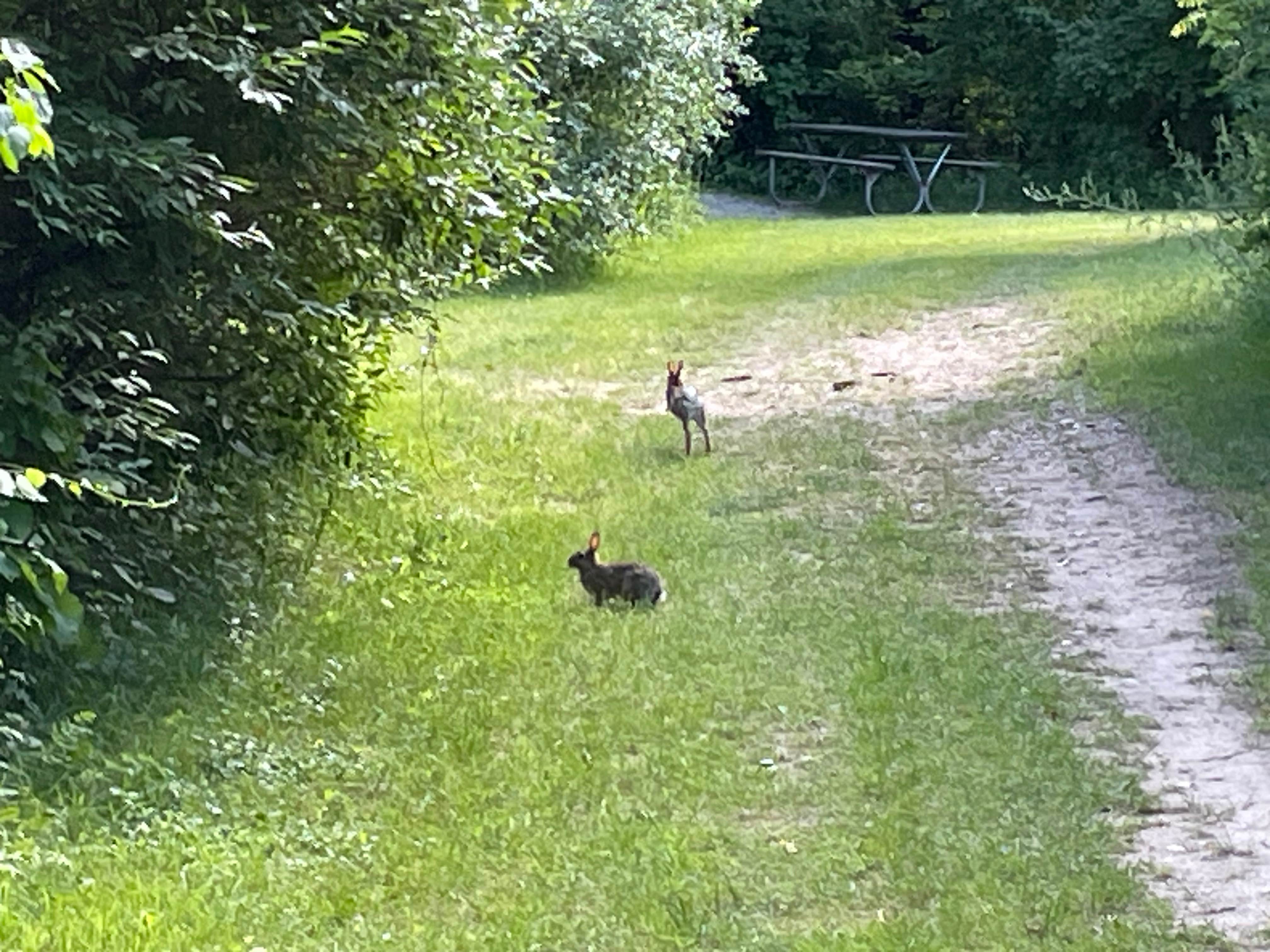 Richard T.'s photo of camping with pets at Oakland County Addison Oaks near Sterling Heights, MI