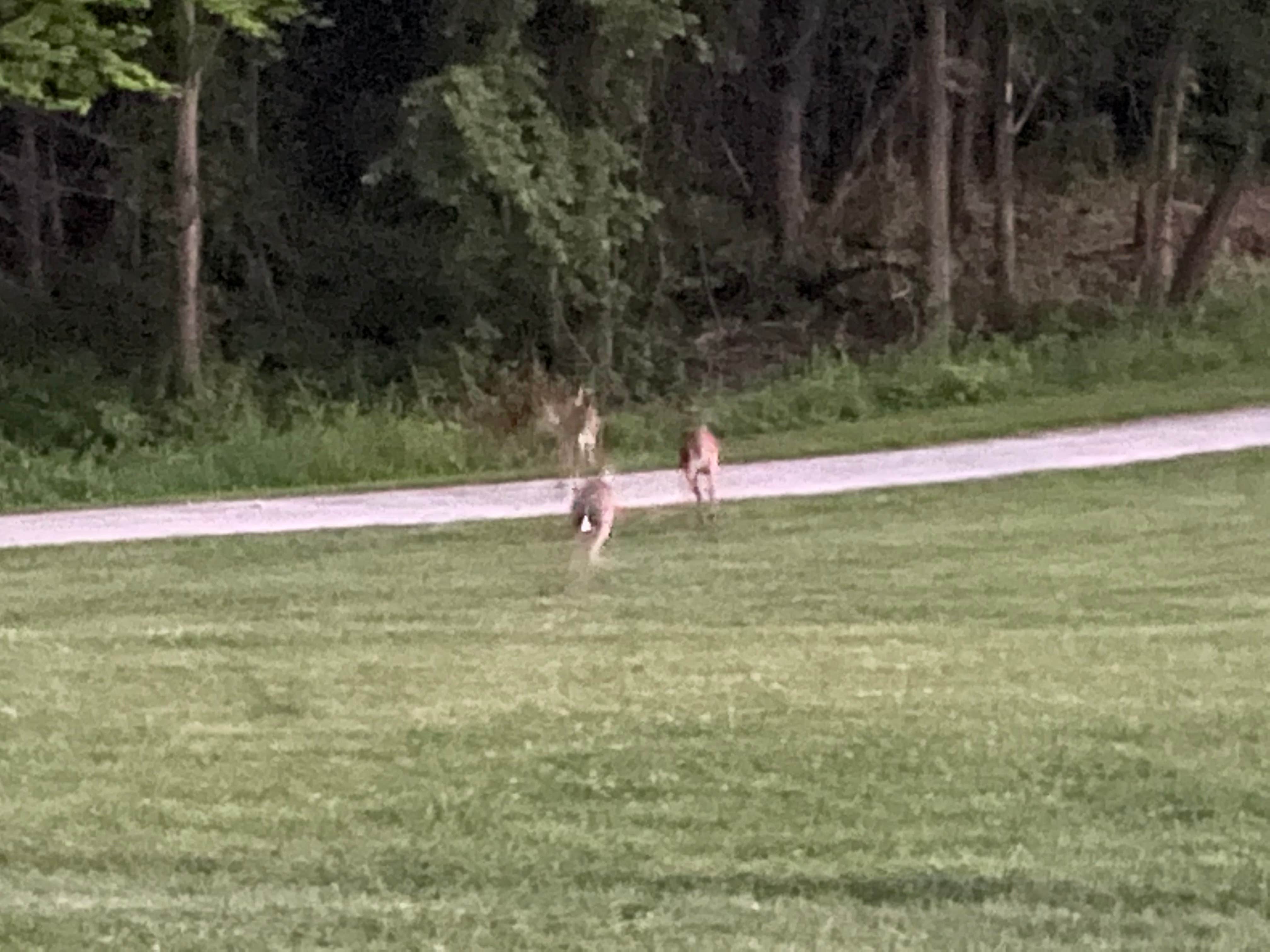 Camping near D-bar-A Scout Ranch (Boy Scout Use Only): Oakland County Addison Oaks, Lakeville, Michigan