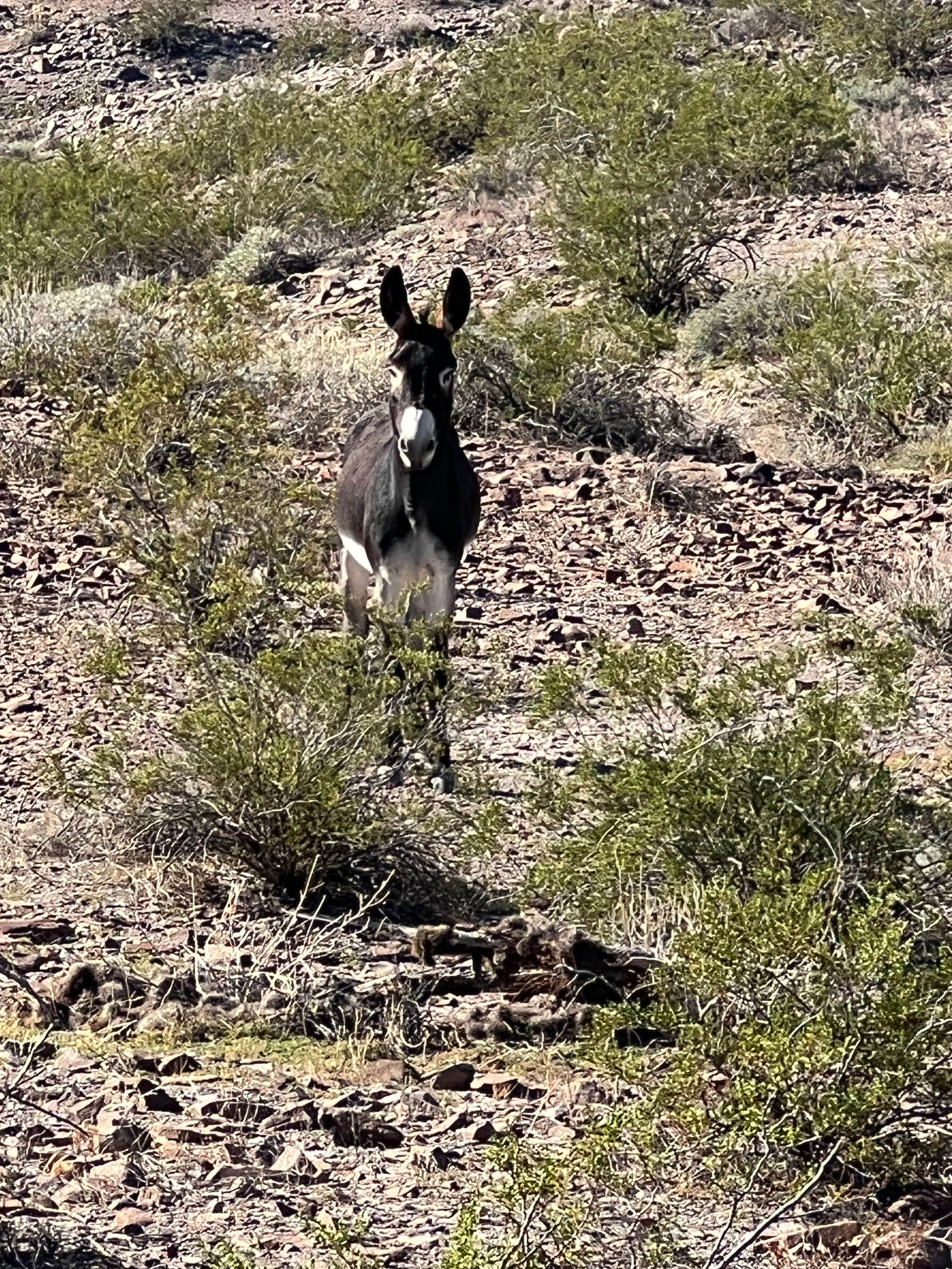 Camper-submitted photo at Oatman Dispersed - BLM near Laughlin, NV