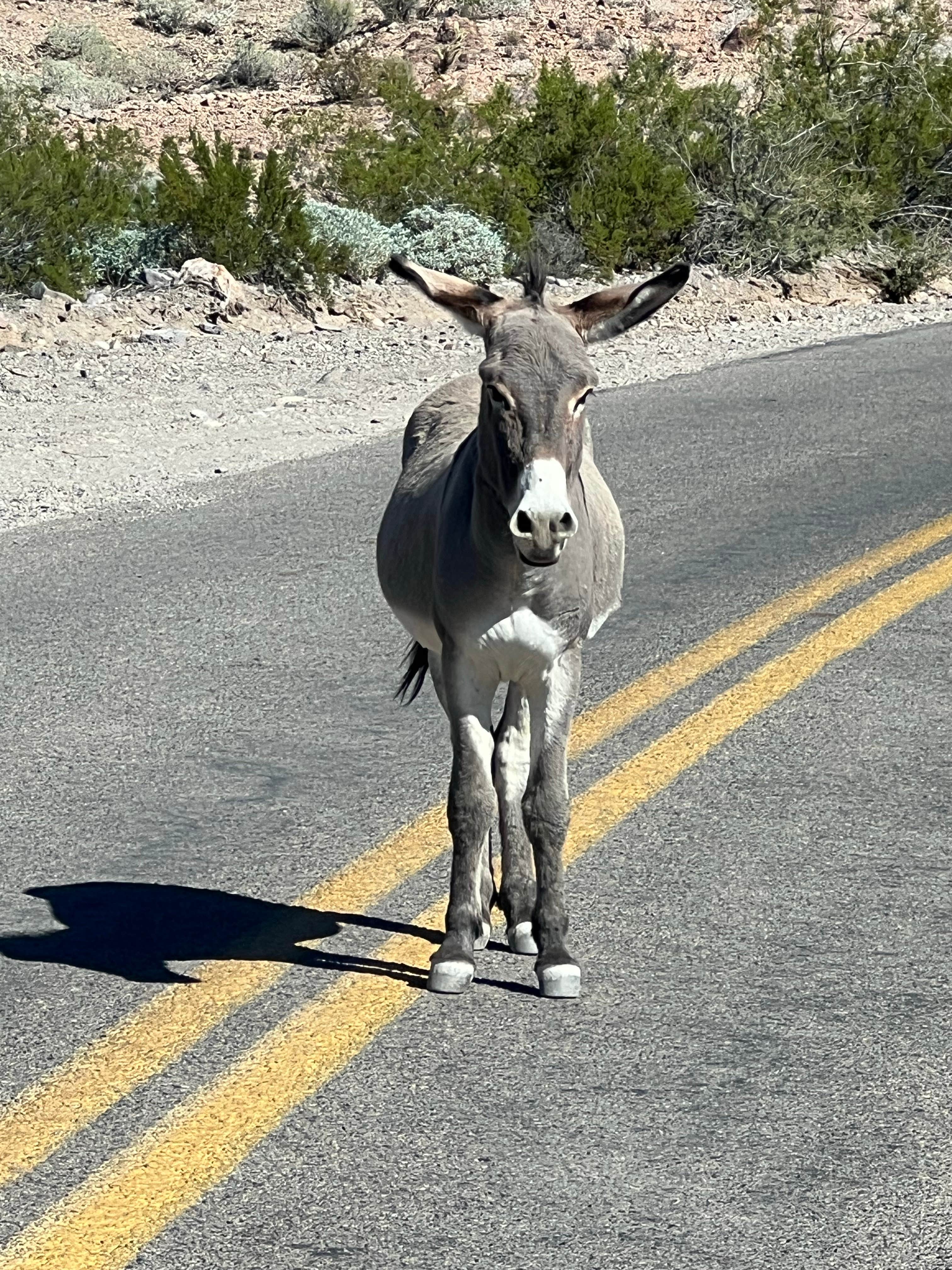Camper submitted image from Oatman Dispersed - BLM - 2