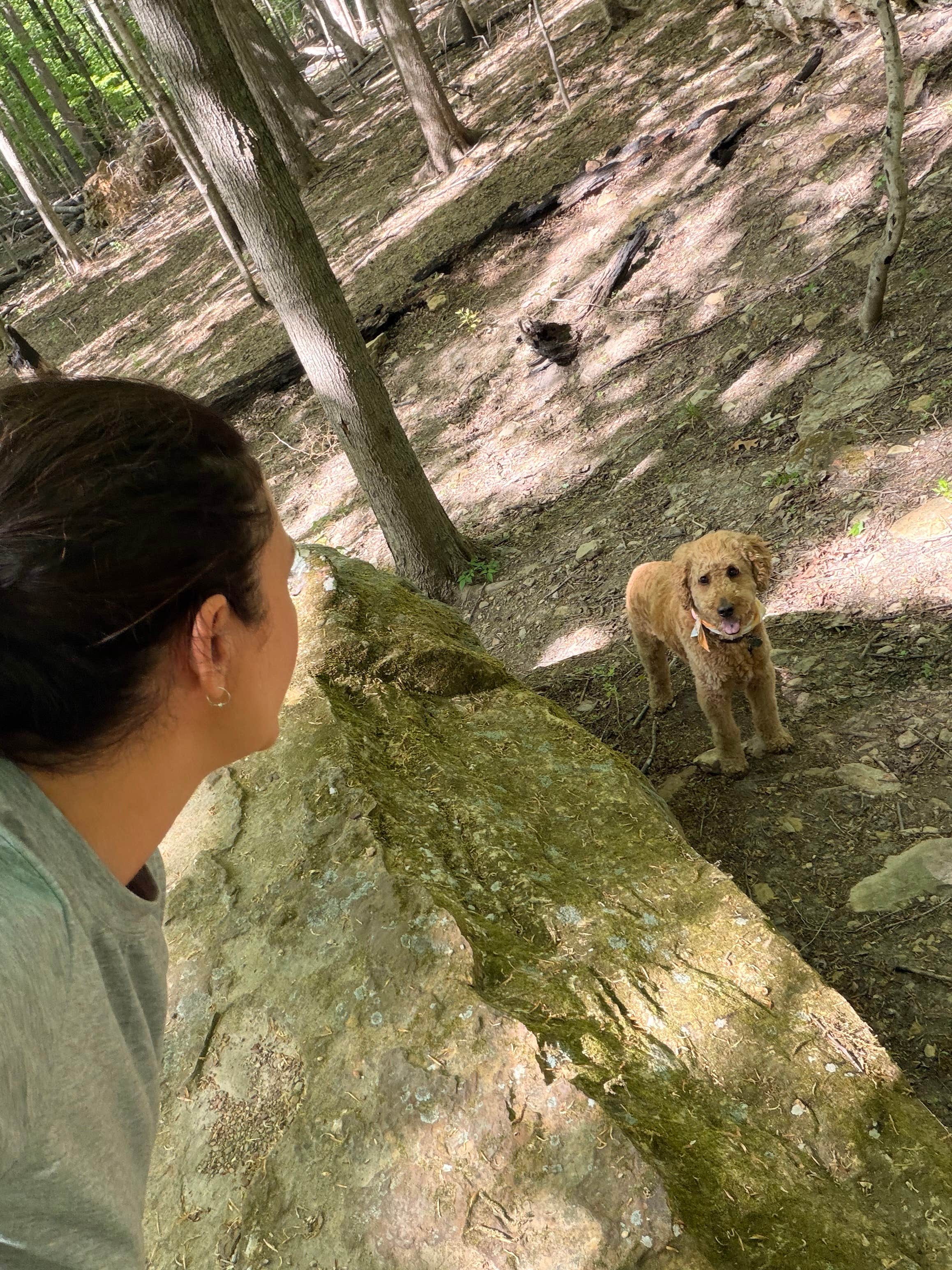 Randi R.'s photo of camping with pets at O'Bannon Woods State Park Campground near Saint Croix, IN
