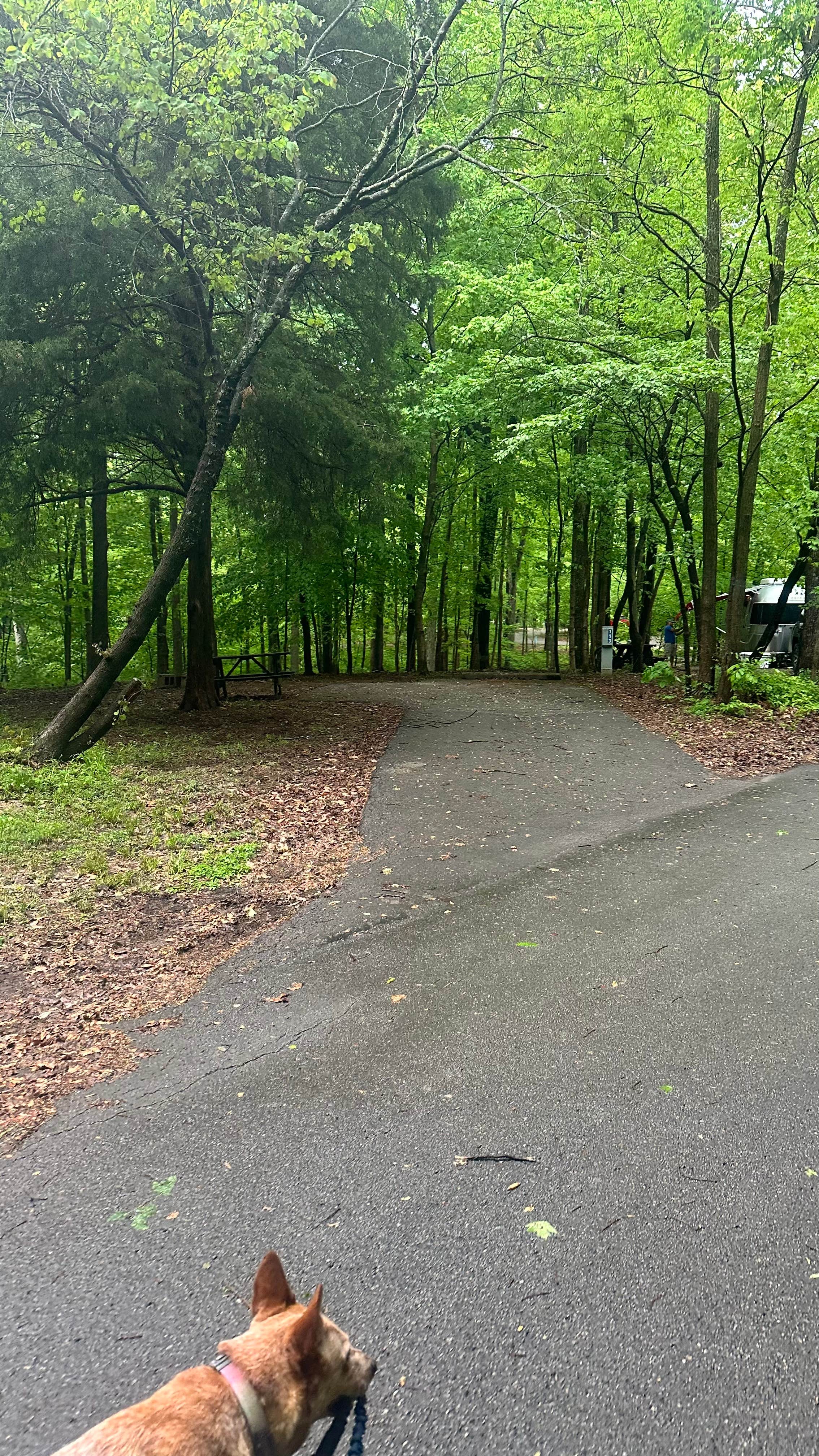 Shelly S.'s photo of camping with pets at O'Bannon Woods State Park Campground near New Pekin, IN