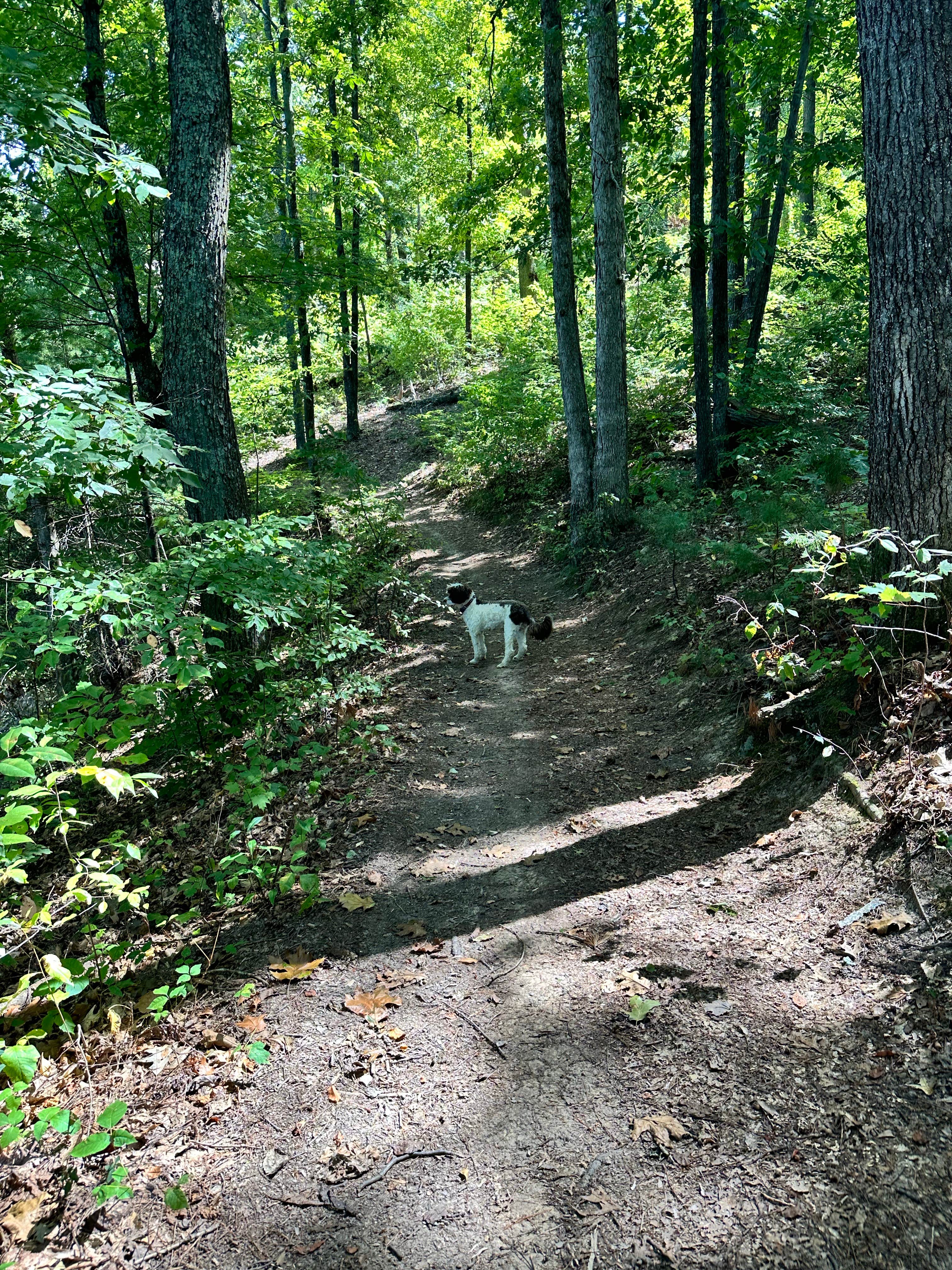 Eleanor the Airstream R.'s photo of camping with pets at Observation Knob Park near Bristol, VA