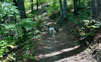 Eleanor the Airstream R.'s photo of camping with pets at Observation Knob Park near Wise, VA